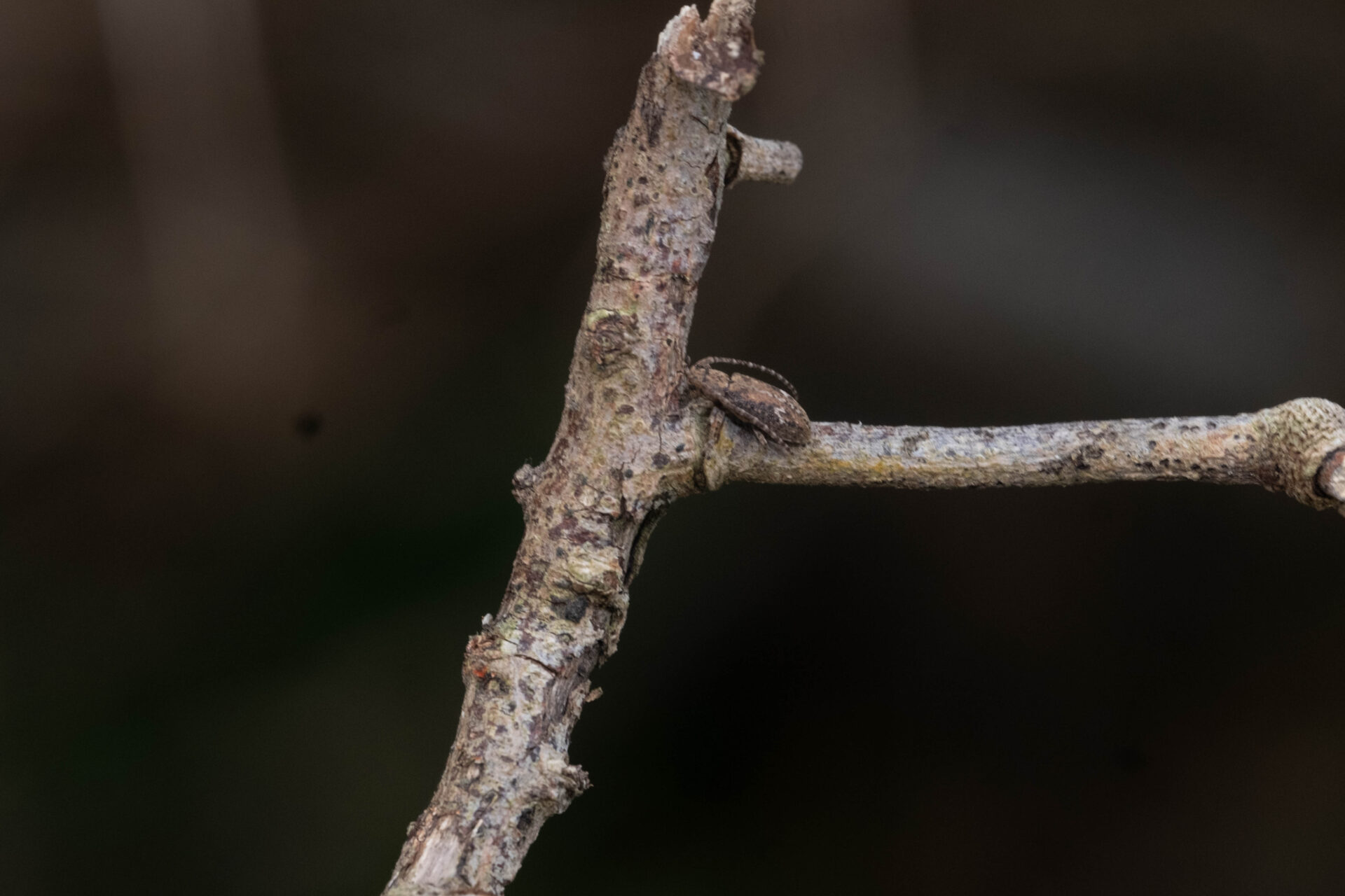 フォトギャラリー：フタホシサビカミキリ - (5)