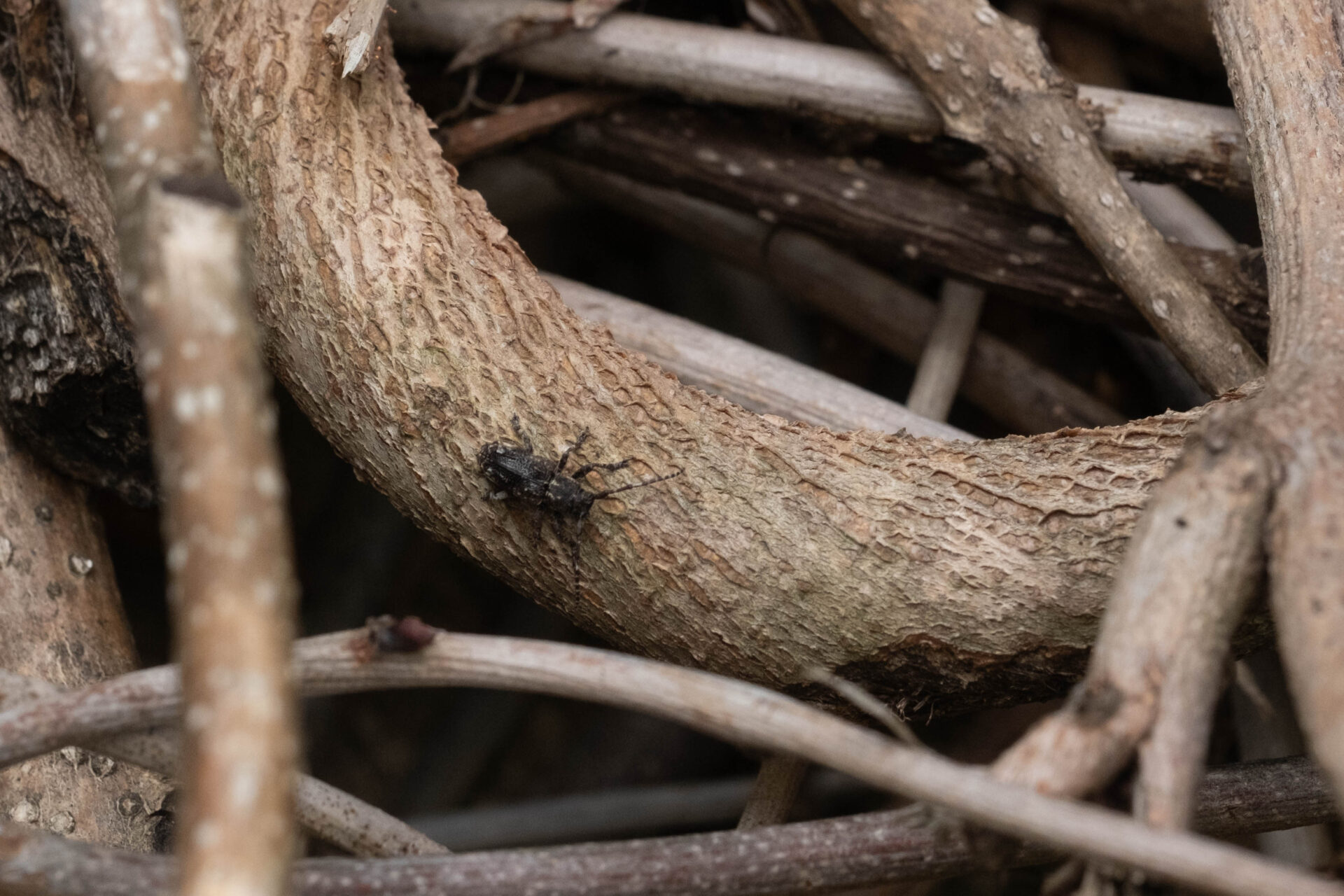 フォトギャラリー：アトモンサビカミキリ - (3)