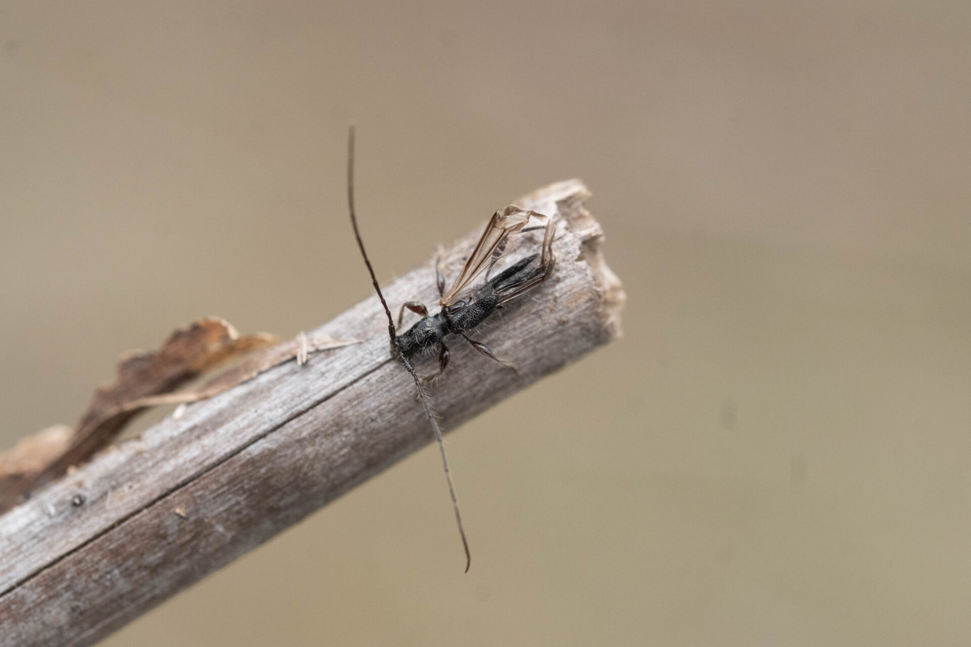 フォトギャラリー：クロツヤヒゲナガコバネカミキリ