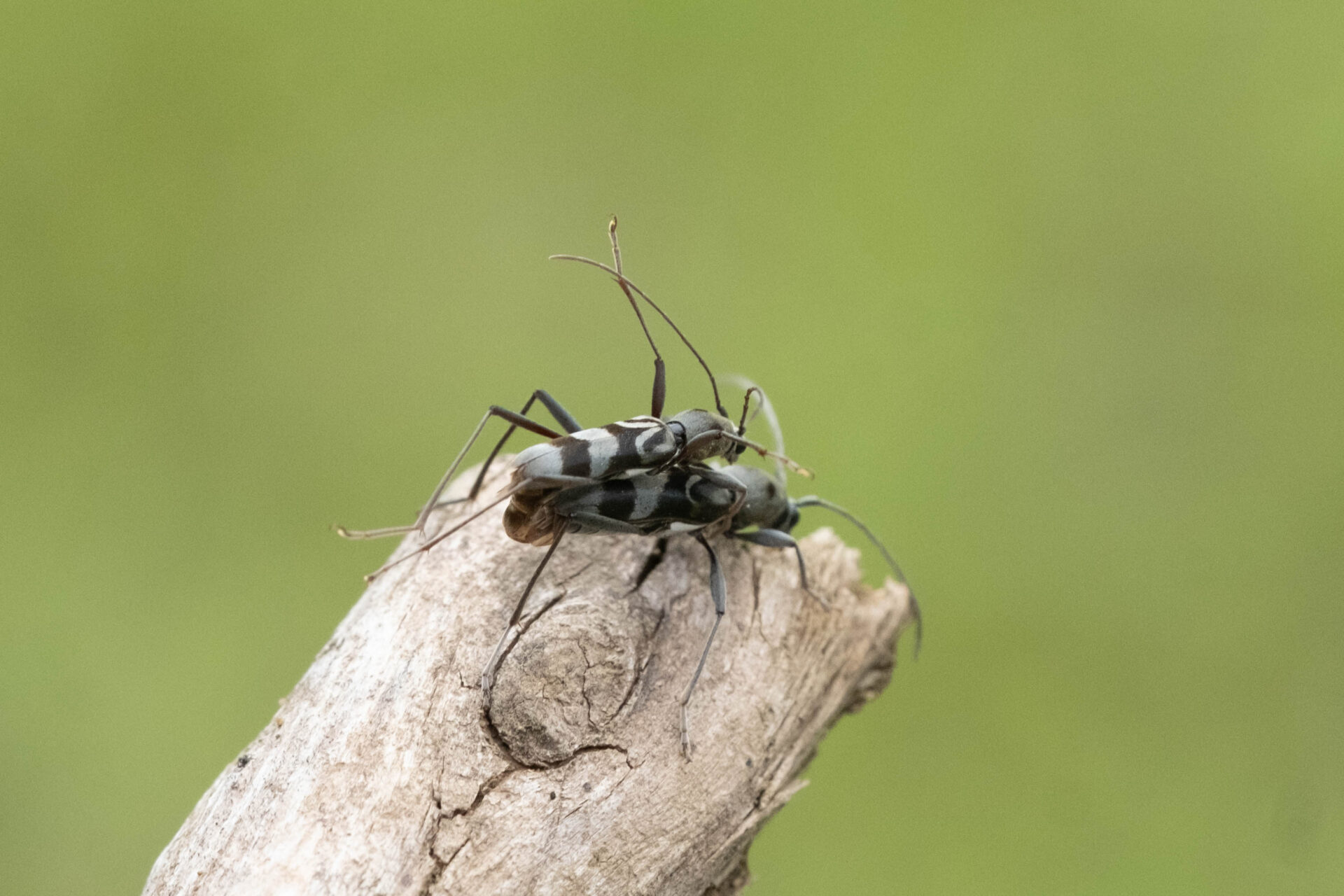 フォトギャラリー：トゲヒゲトラカミキり - (2)