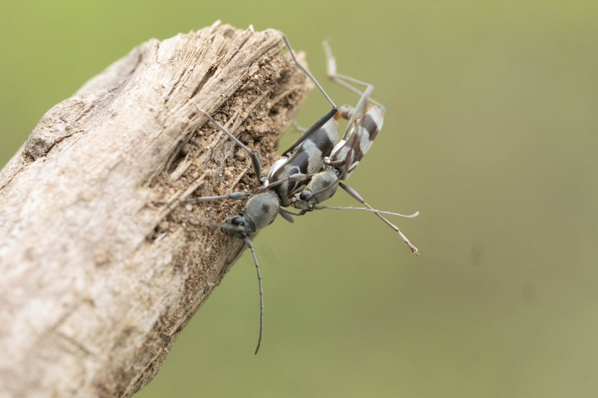 フォトギャラリー：トゲヒゲトラカミキり - (3)