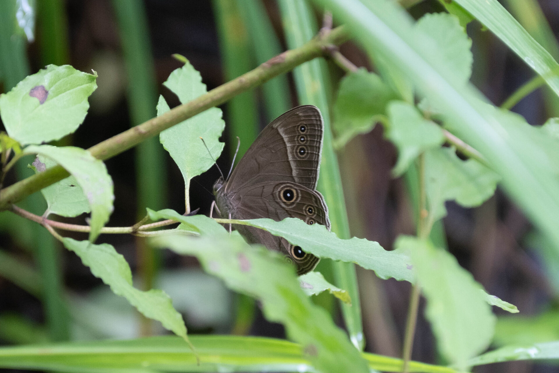 フォトギャラリー：クロヒカゲモドキ - (2)