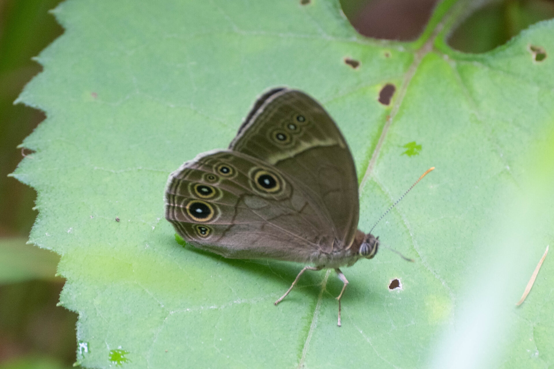 フォトギャラリー：クロヒカゲモドキ - (1)