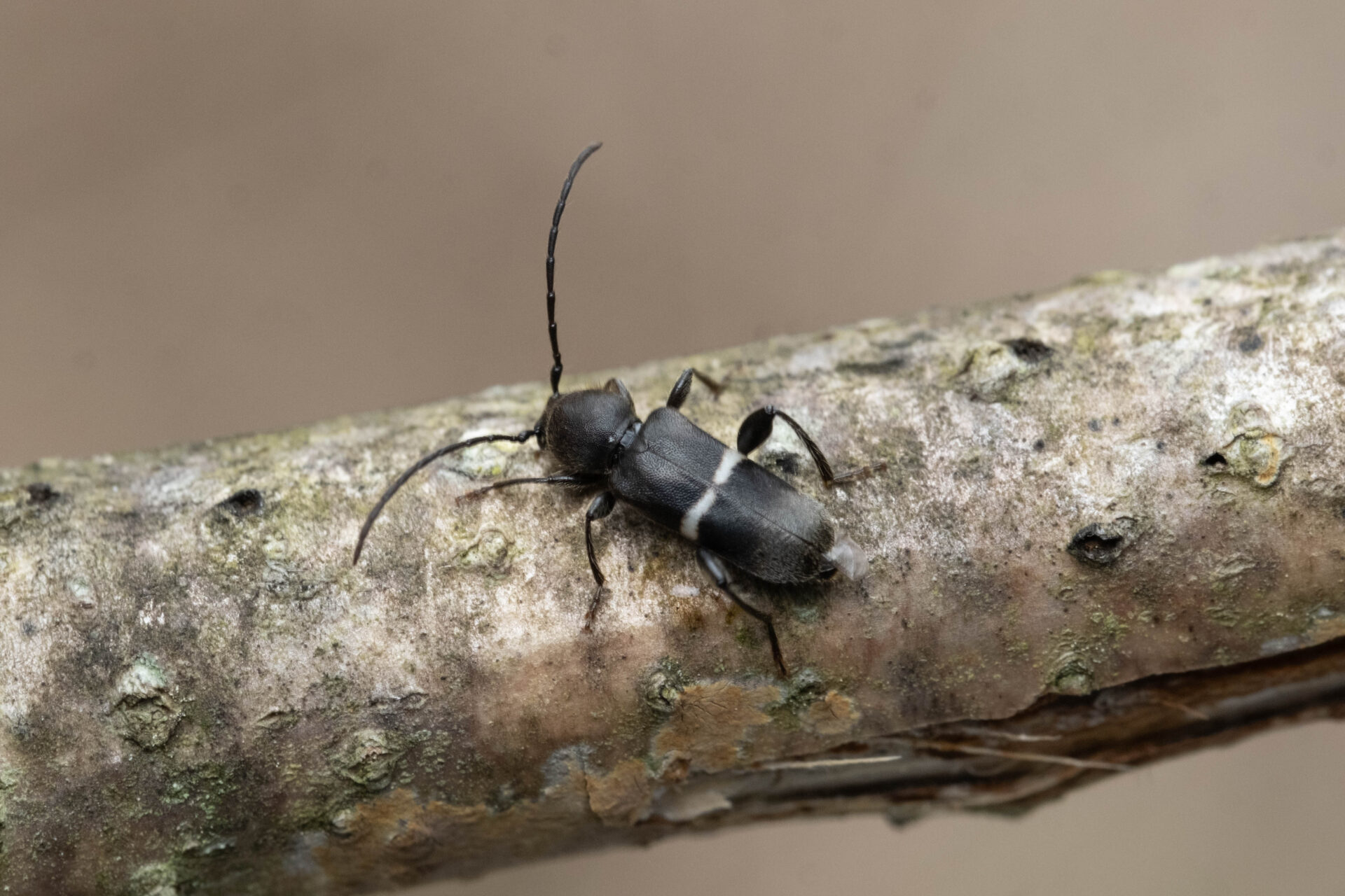 フォトギャラリー：シロオビチビヒラタカミキリ