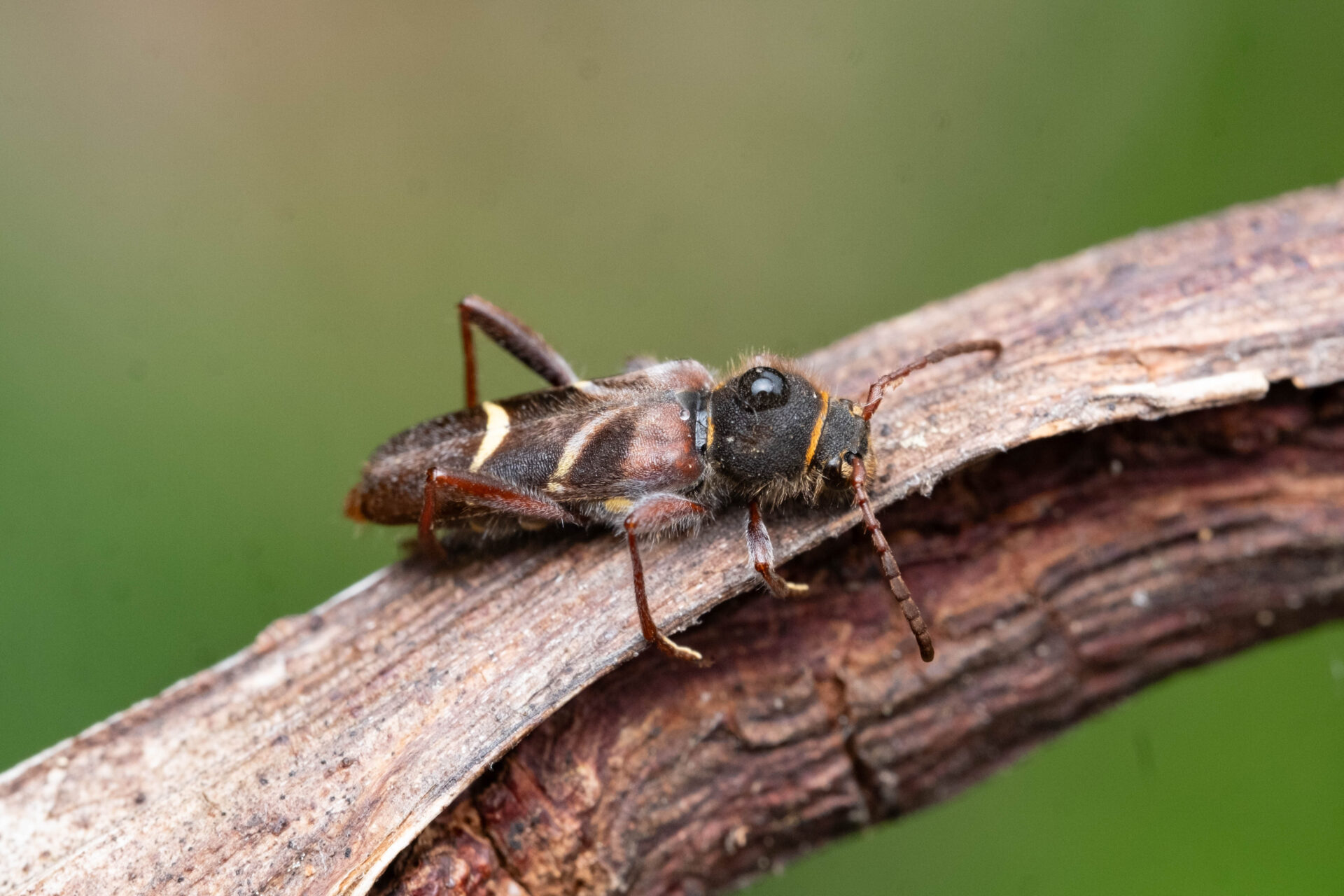 フォトギャラリー：アカネトラカミキリ - (2)