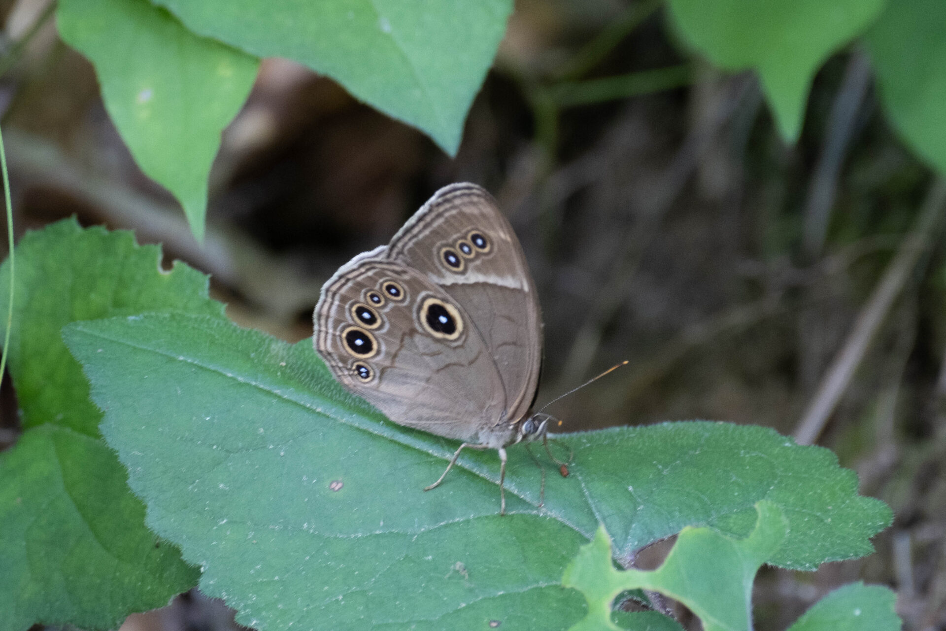 フォトギャラリー：クロヒカゲモドキ - (2)