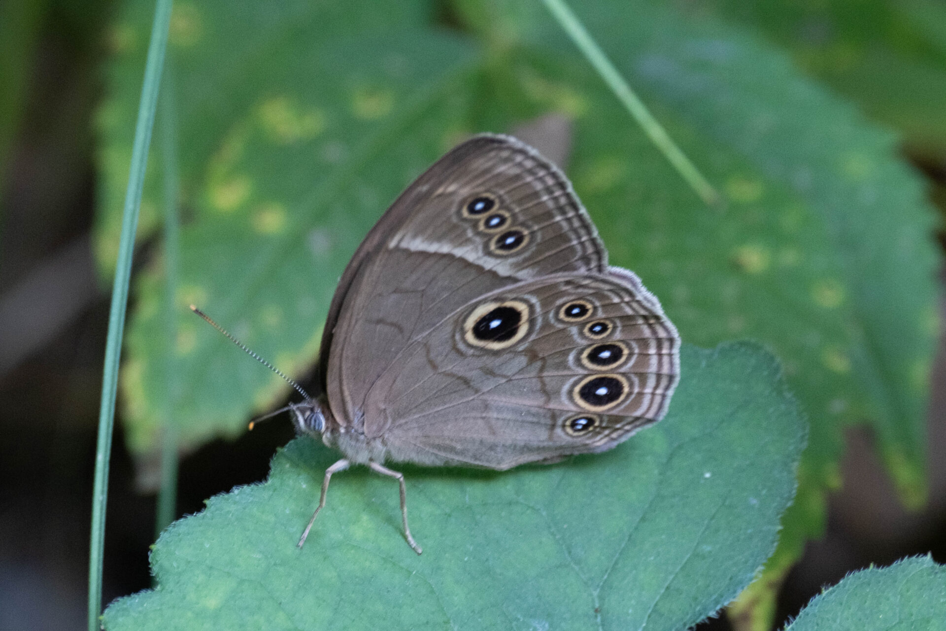 フォトギャラリー：クロヒカゲモドキ - (3)