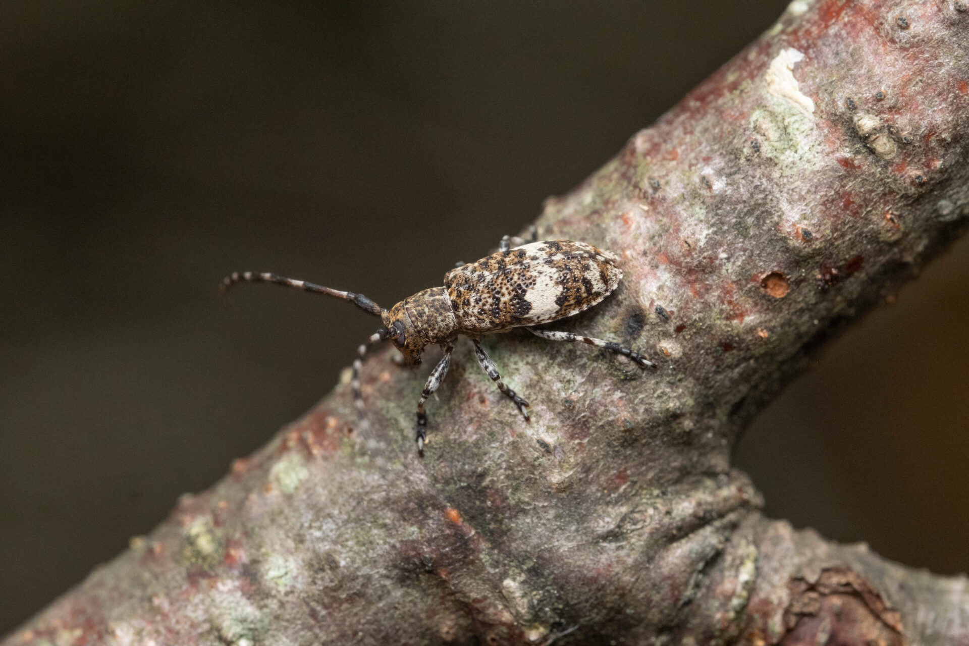 フォトギャラリー：クワサビカミキリ