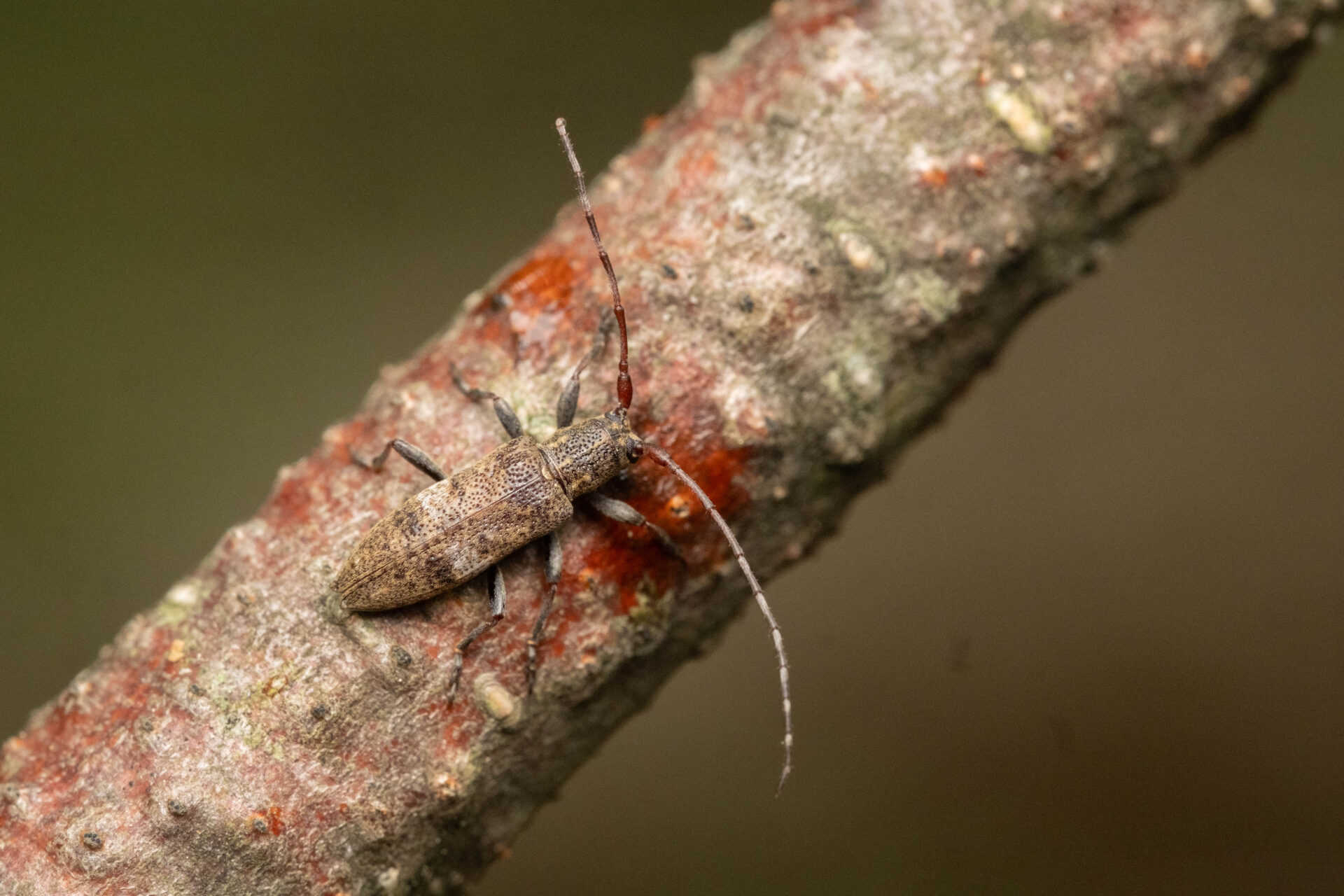 フォトギャラリー：シロオビチビカミキリ