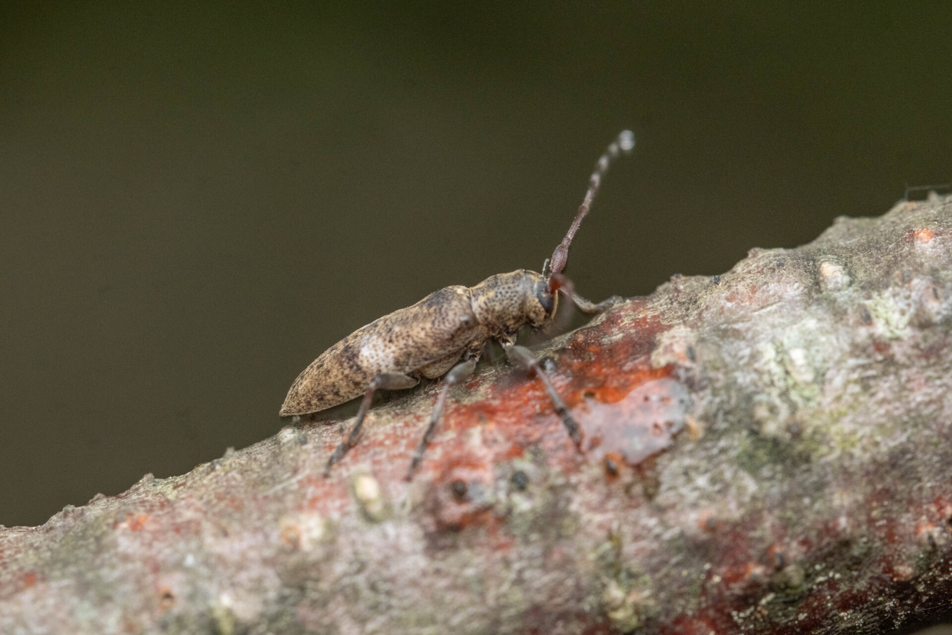 フォトギャラリー：シロオビチビカミキリ - (2)