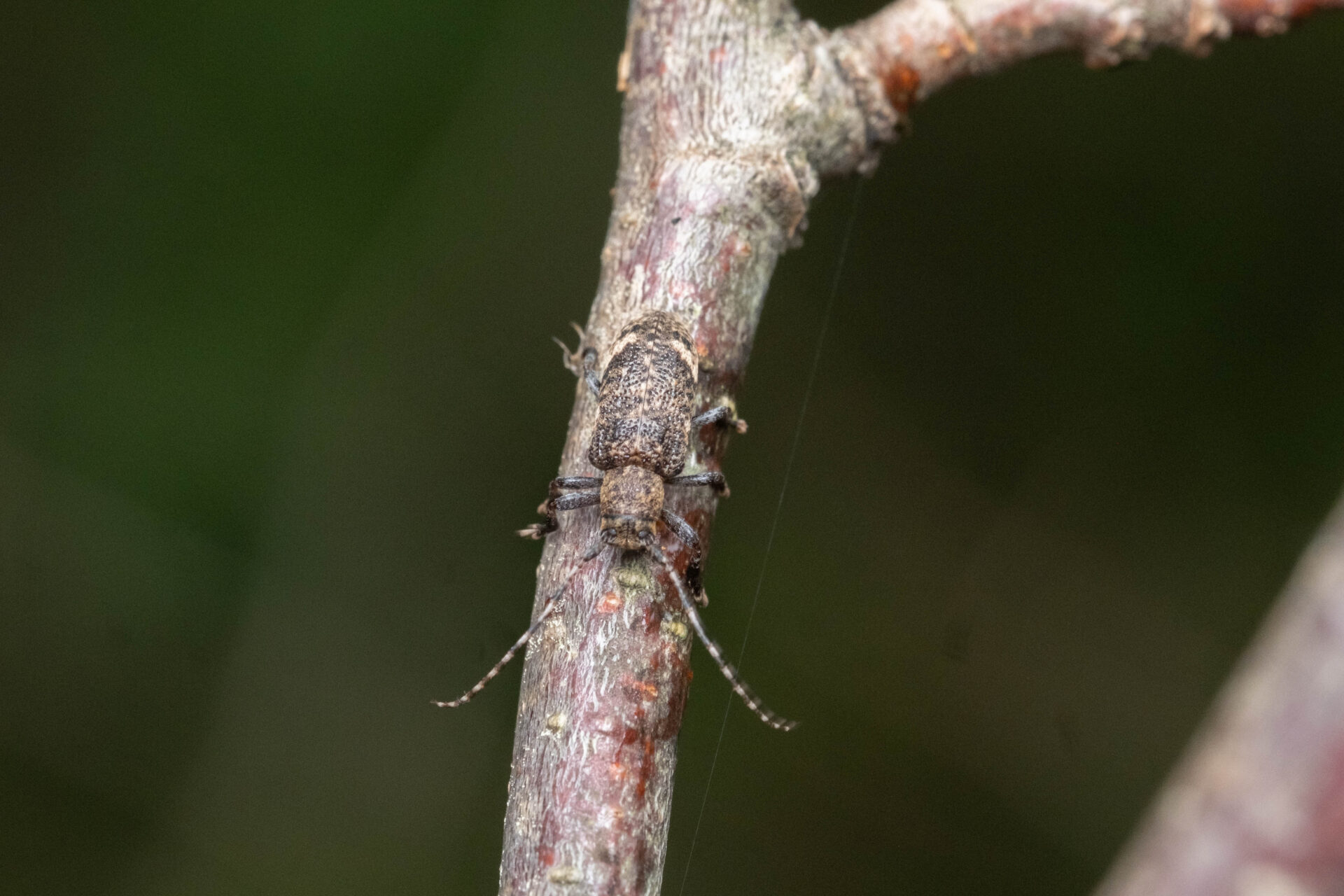 フォトギャラリー：エゾサビカミキリ