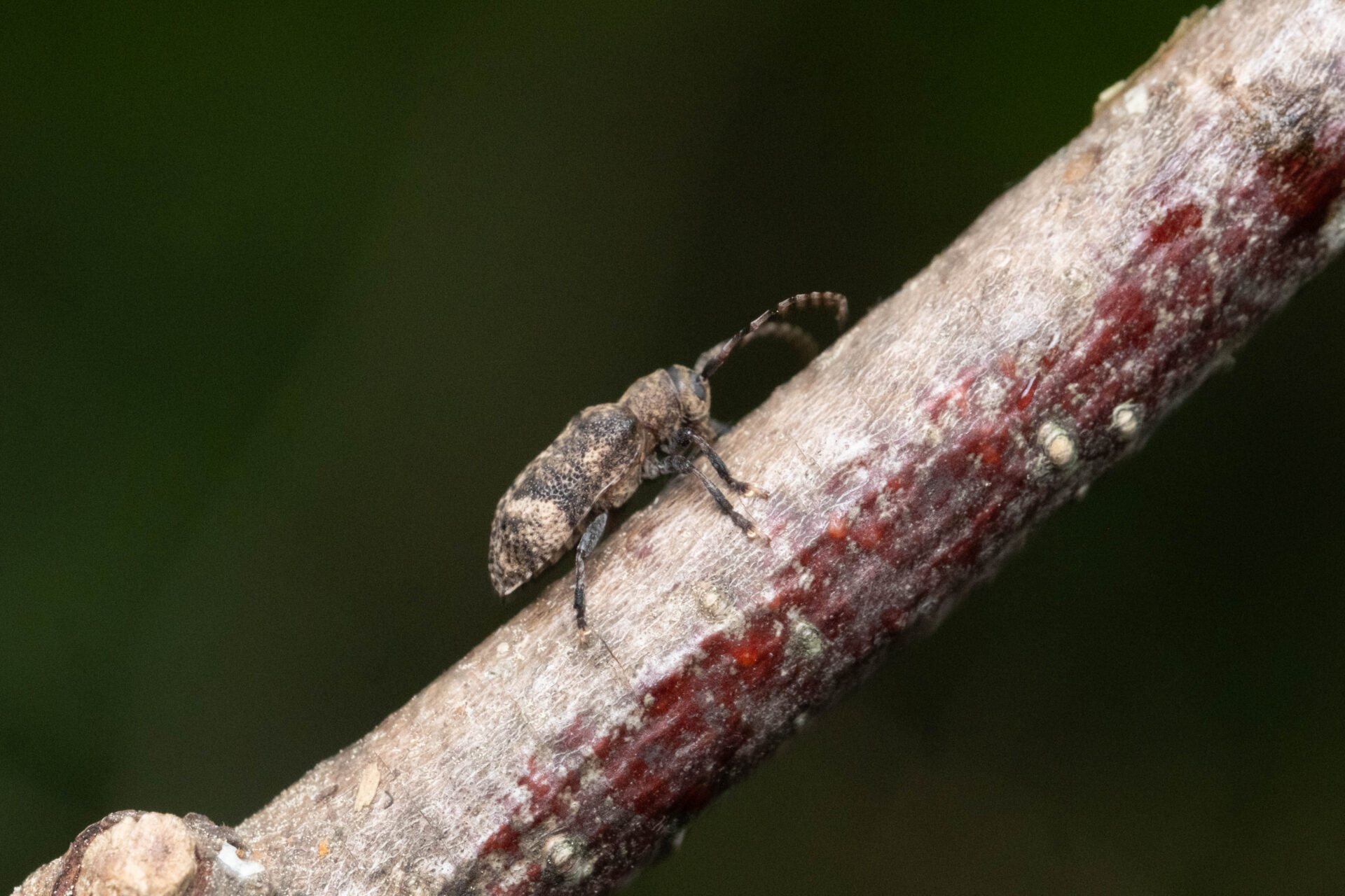 フォトギャラリー：エゾサビカミキリ - (2)