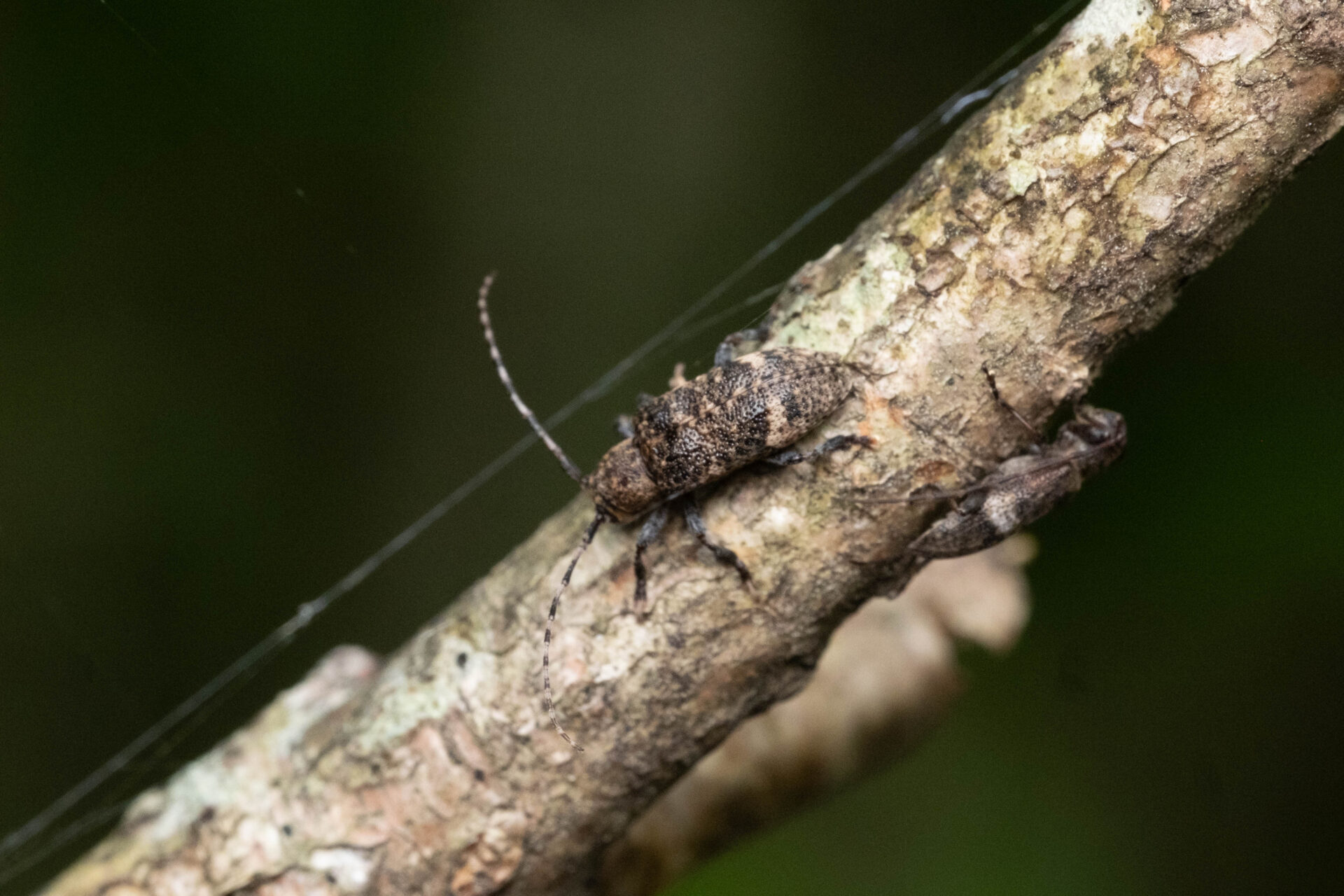 フォトギャラリー：エゾサビカミキリ - (3)