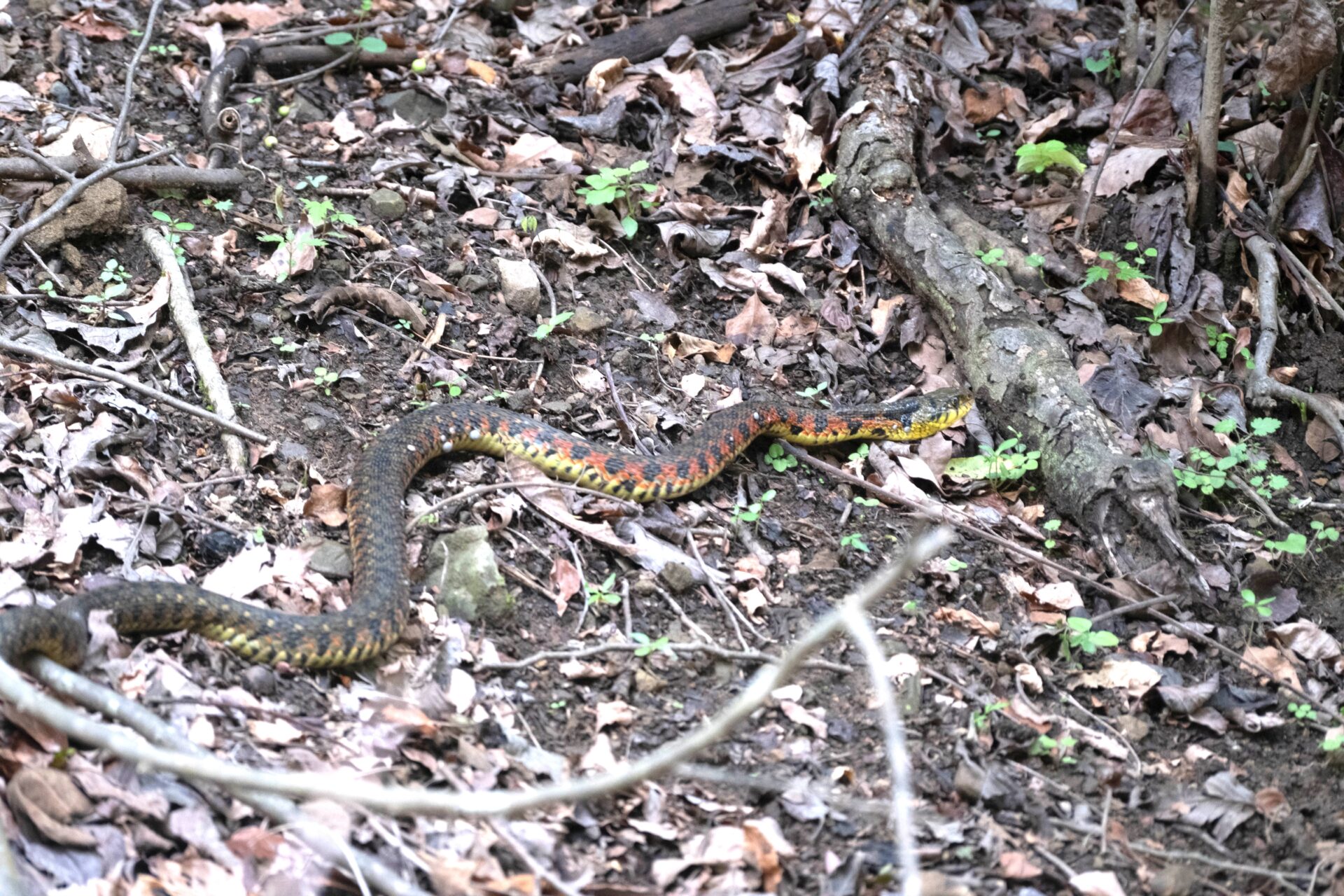 フォトギャラリー：ヤマガカシ