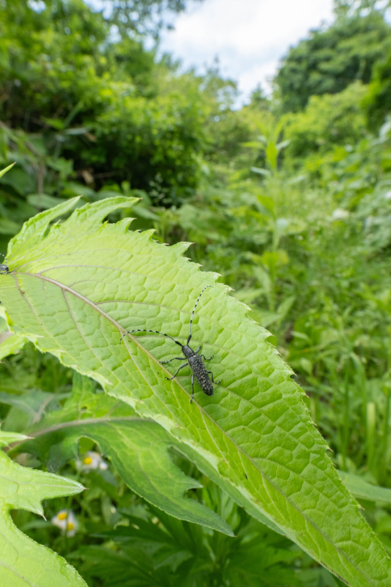 フォトギャラリー：ミチノクケマダラカミキリ - (3)
