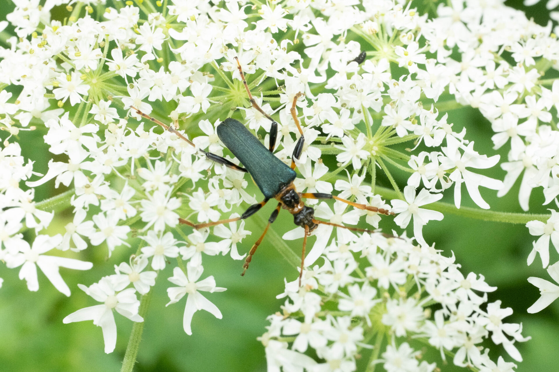 フォトギャラリー：フタコブルリハナカミキリ