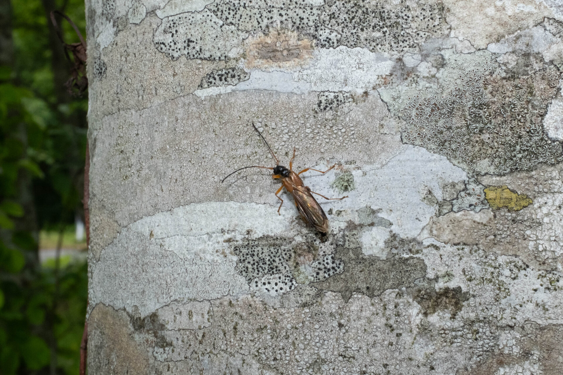 フォトギャラリー：オオホソコバネカミキリ - (2)