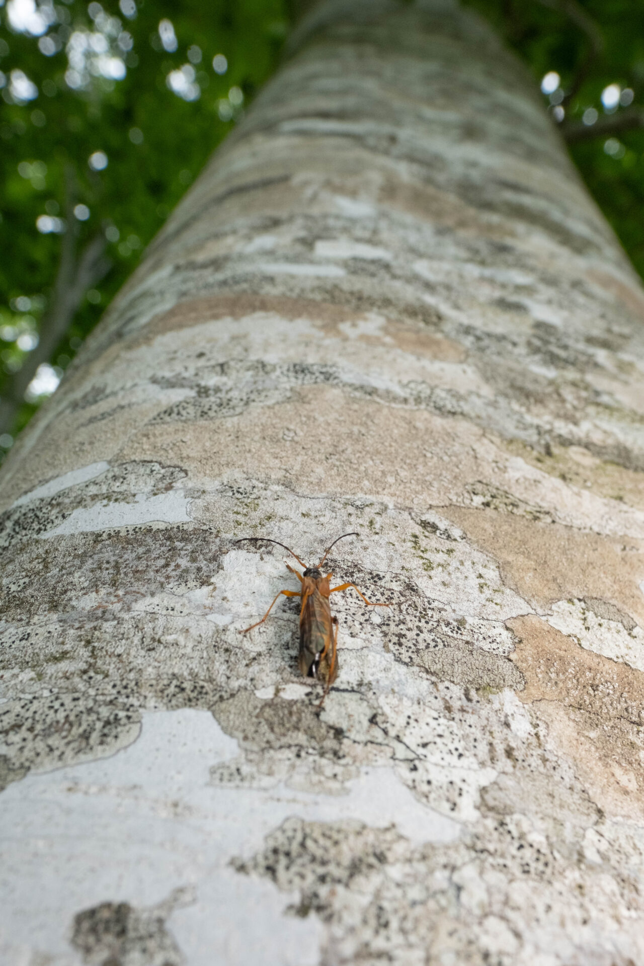 フォトギャラリー：オオホソコバネカミキリ - (4)