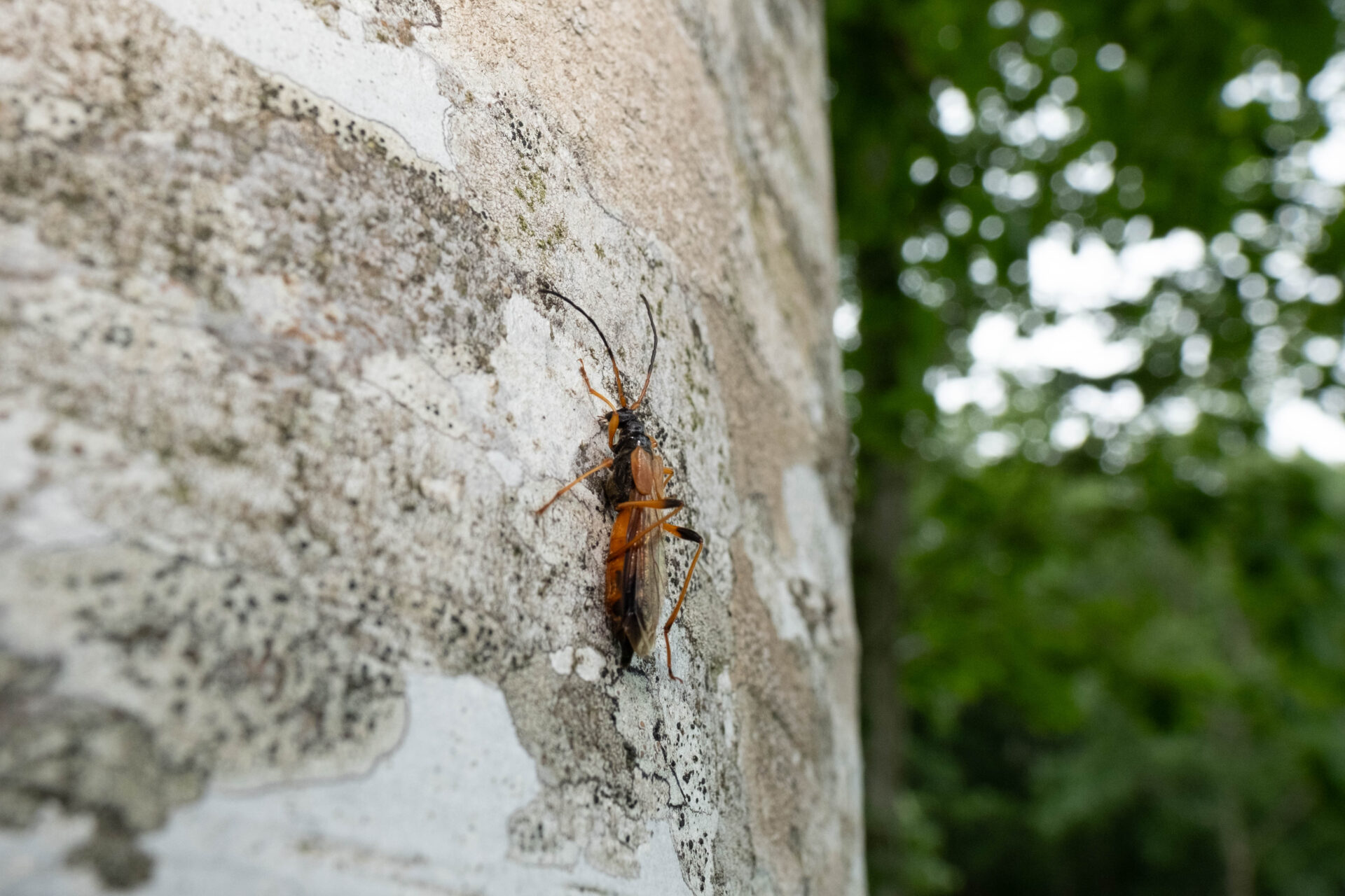 フォトギャラリー：オオホソコバネカミキリ - (3)