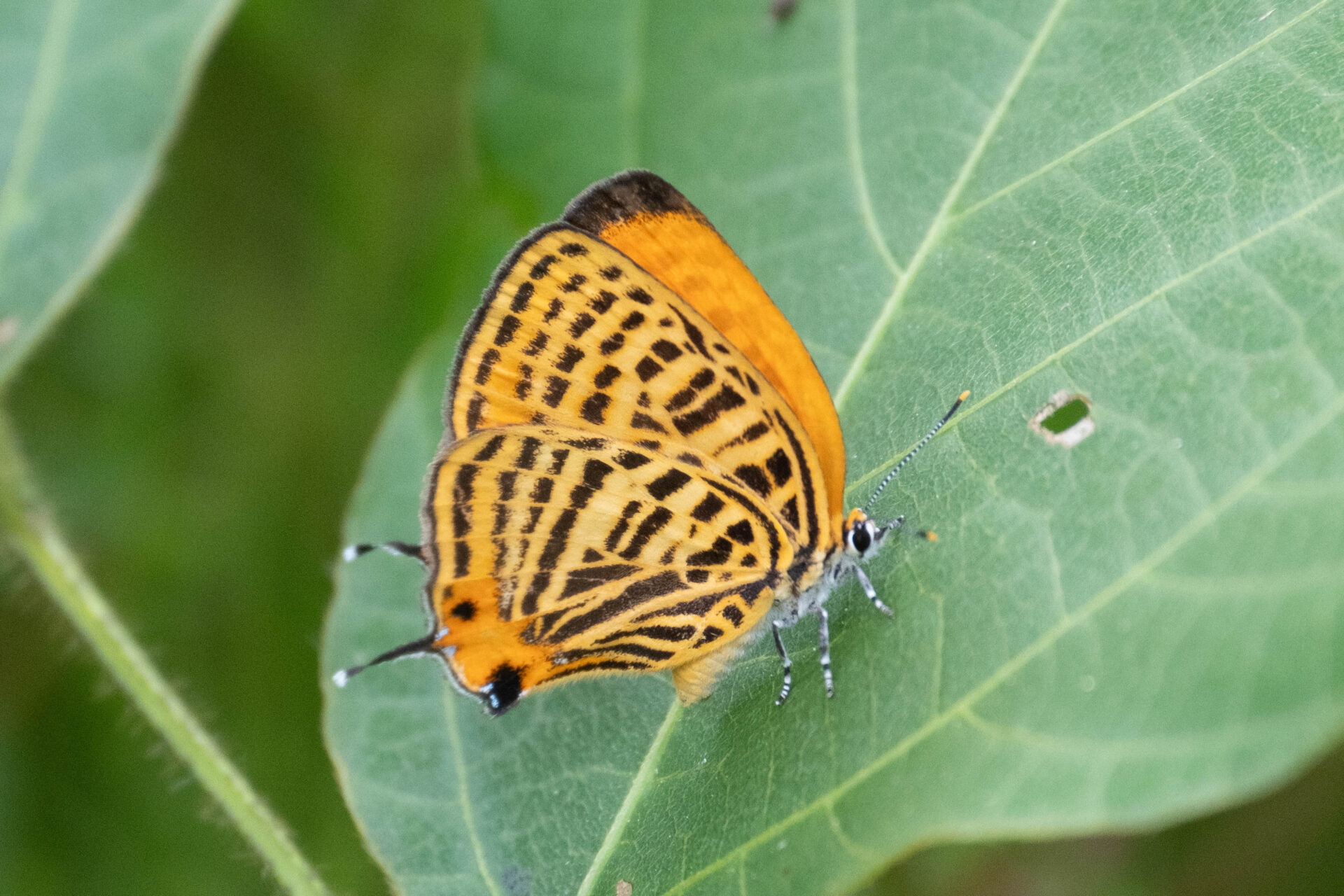 フォトギャラリー：ウラナミアカシジミ