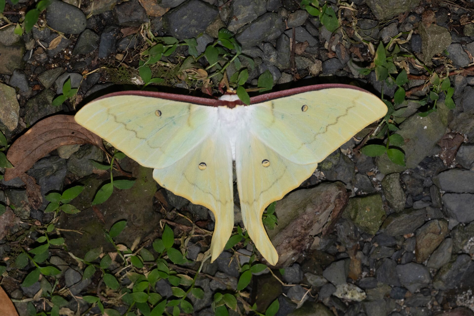 オオミズアオ（屋久島亜種）ページ背景画像