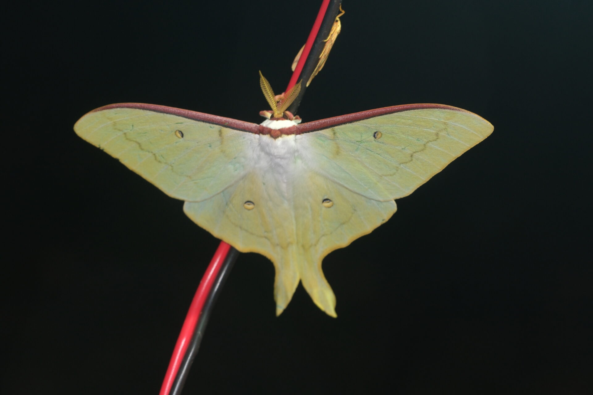 フォトギャラリー：オオミズアオ（屋久島亜種） - (2)