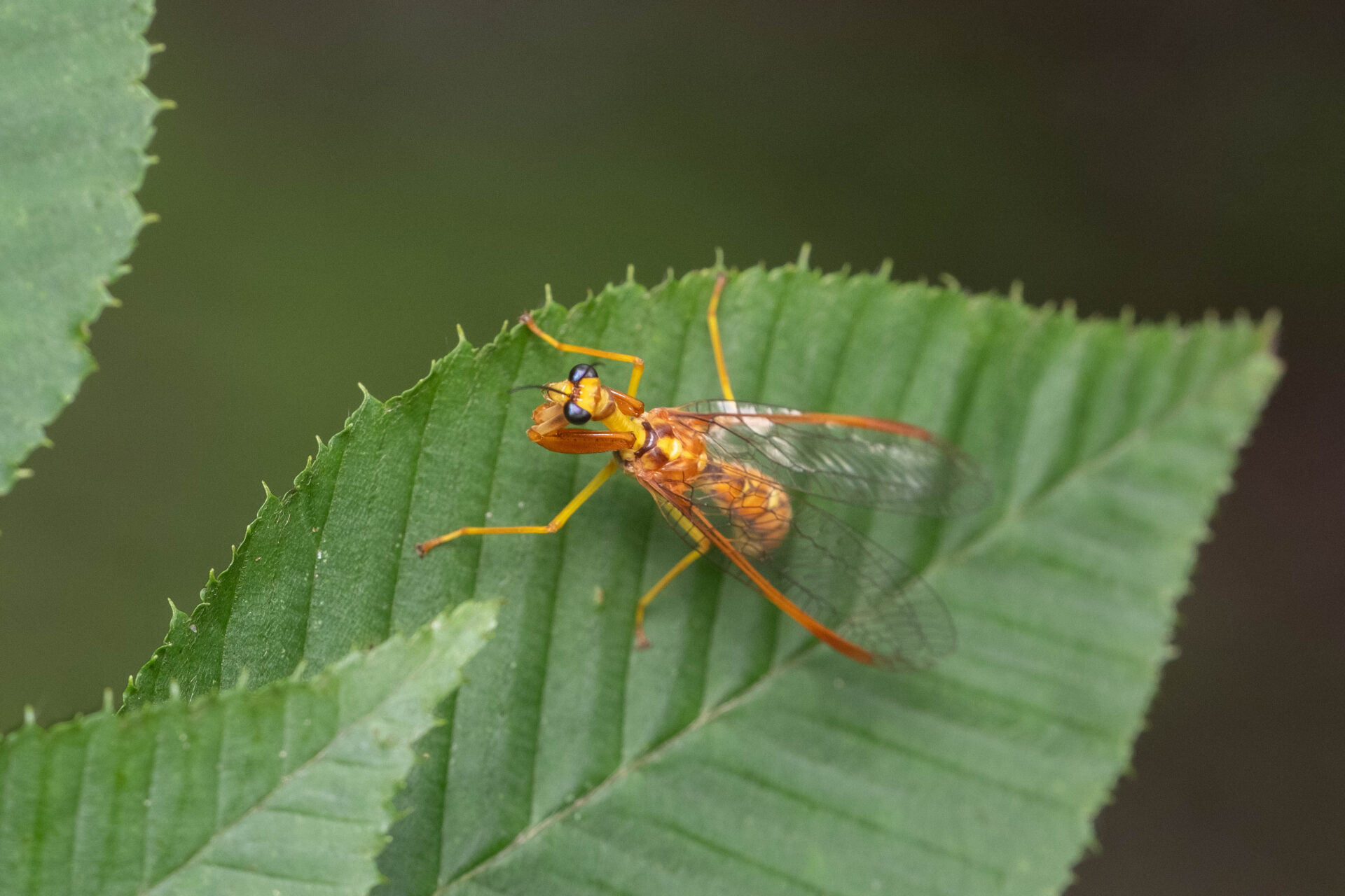 フォトギャラリー：キカマキリモドキ
