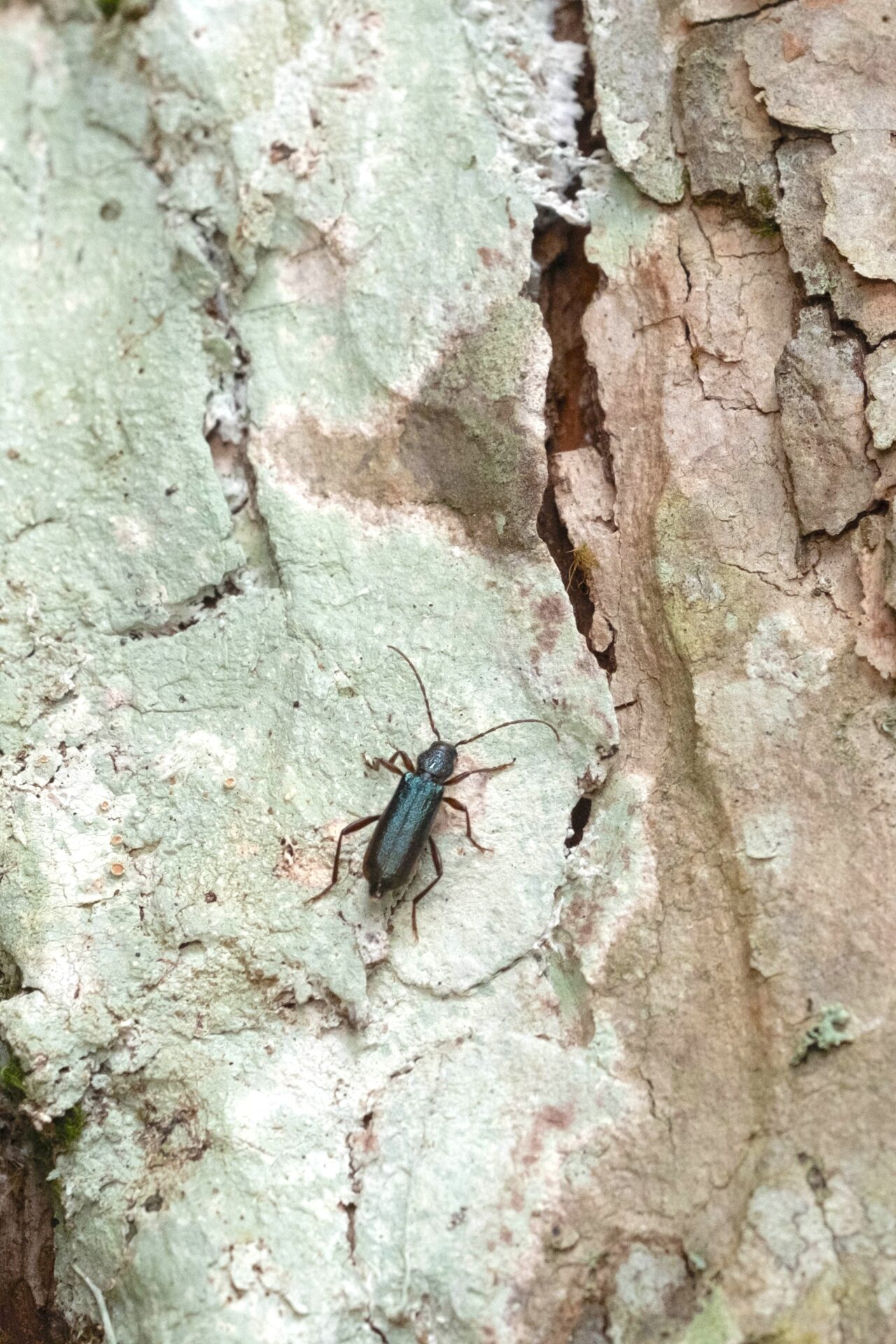 フォトギャラリー：ミドリヒメスギカミキリ - (8)