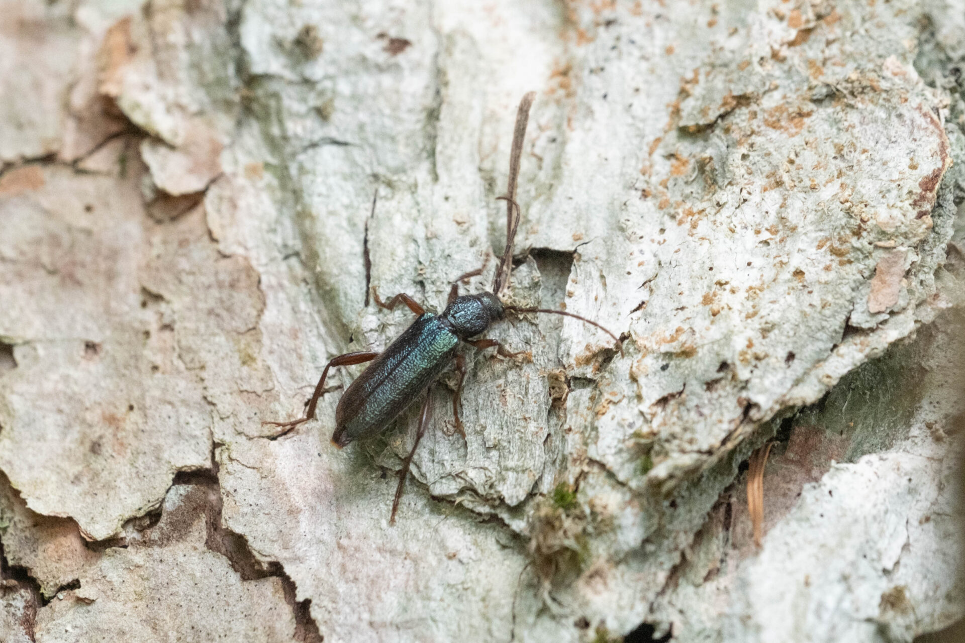 フォトギャラリー：ミドリヒメスギカミキリ - (9)