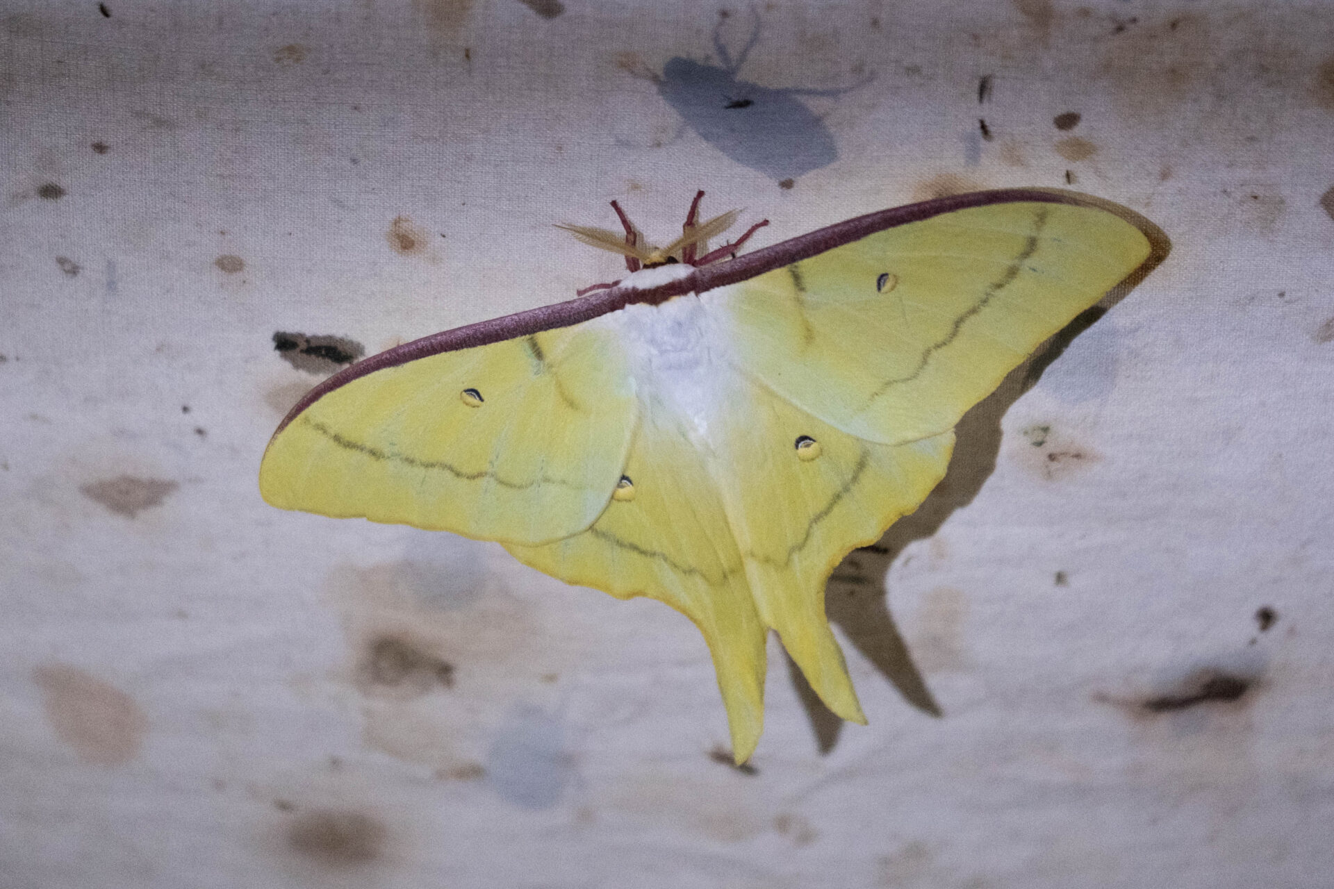 フォトギャラリー：オオミズアオ（屋久島亜種）