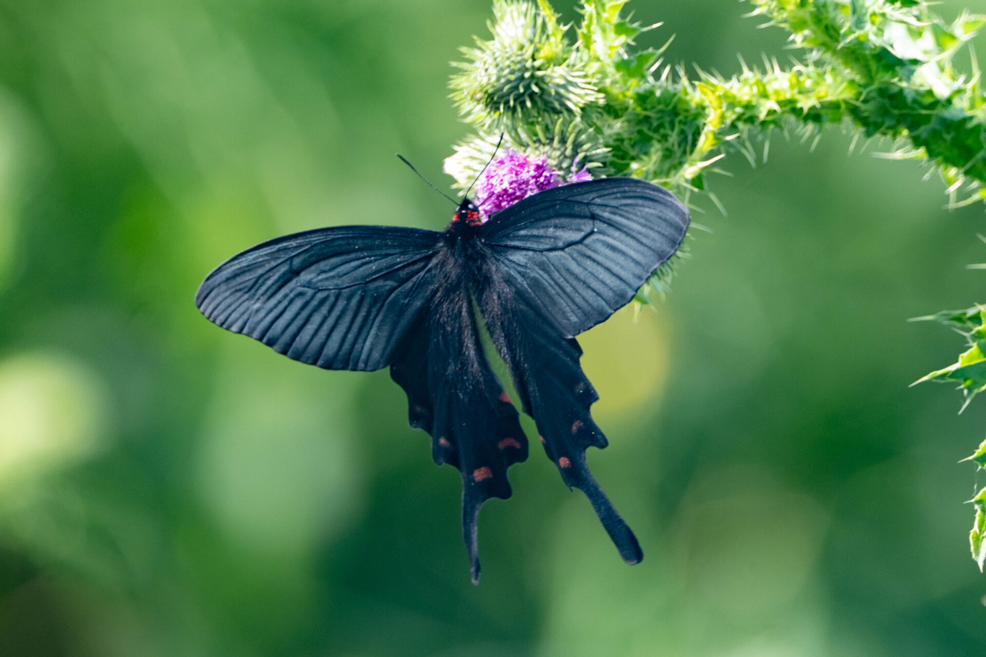 フォトギャラリー：ジャコウアゲハ - (2)