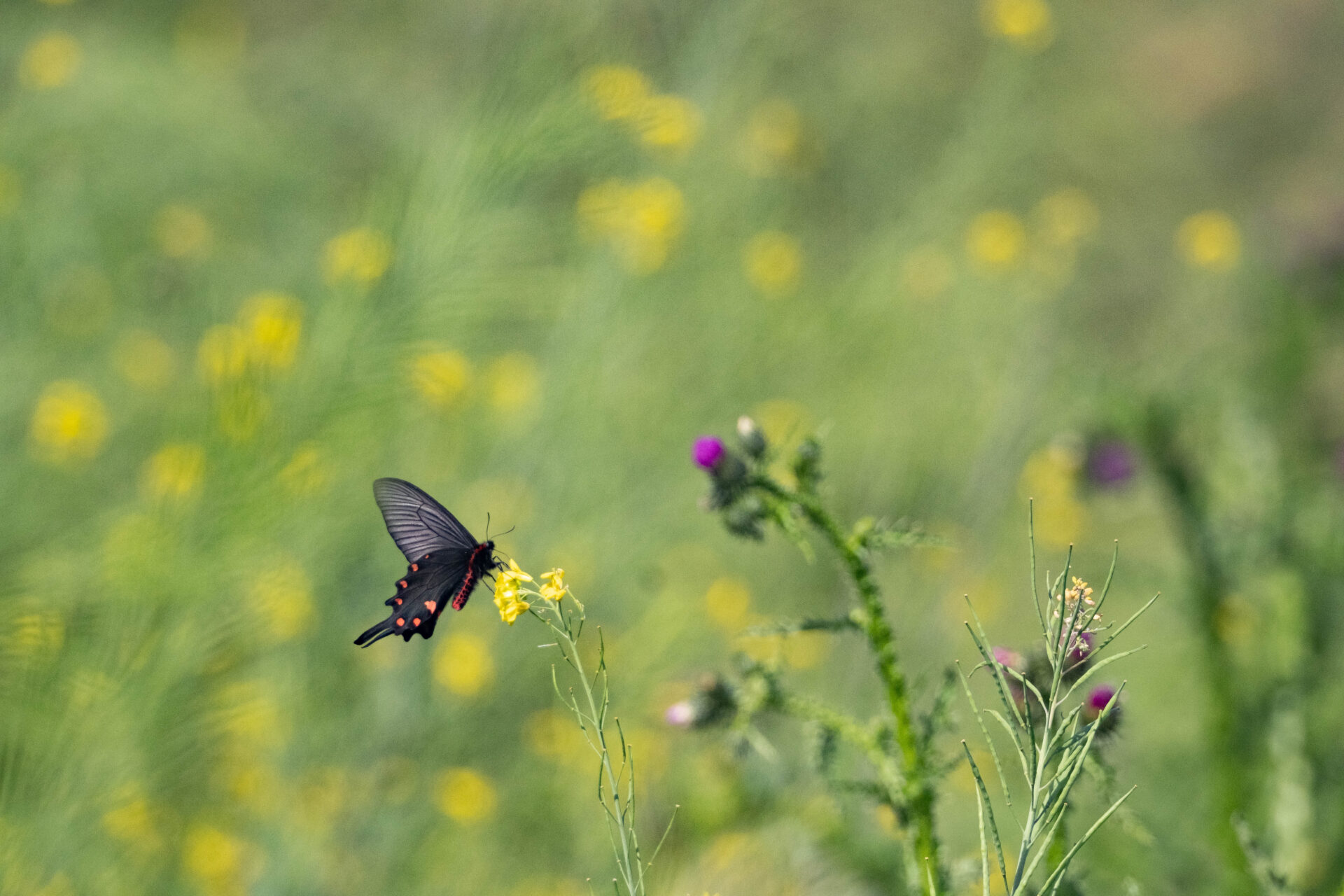 フォトギャラリー：ジャコウアゲハ