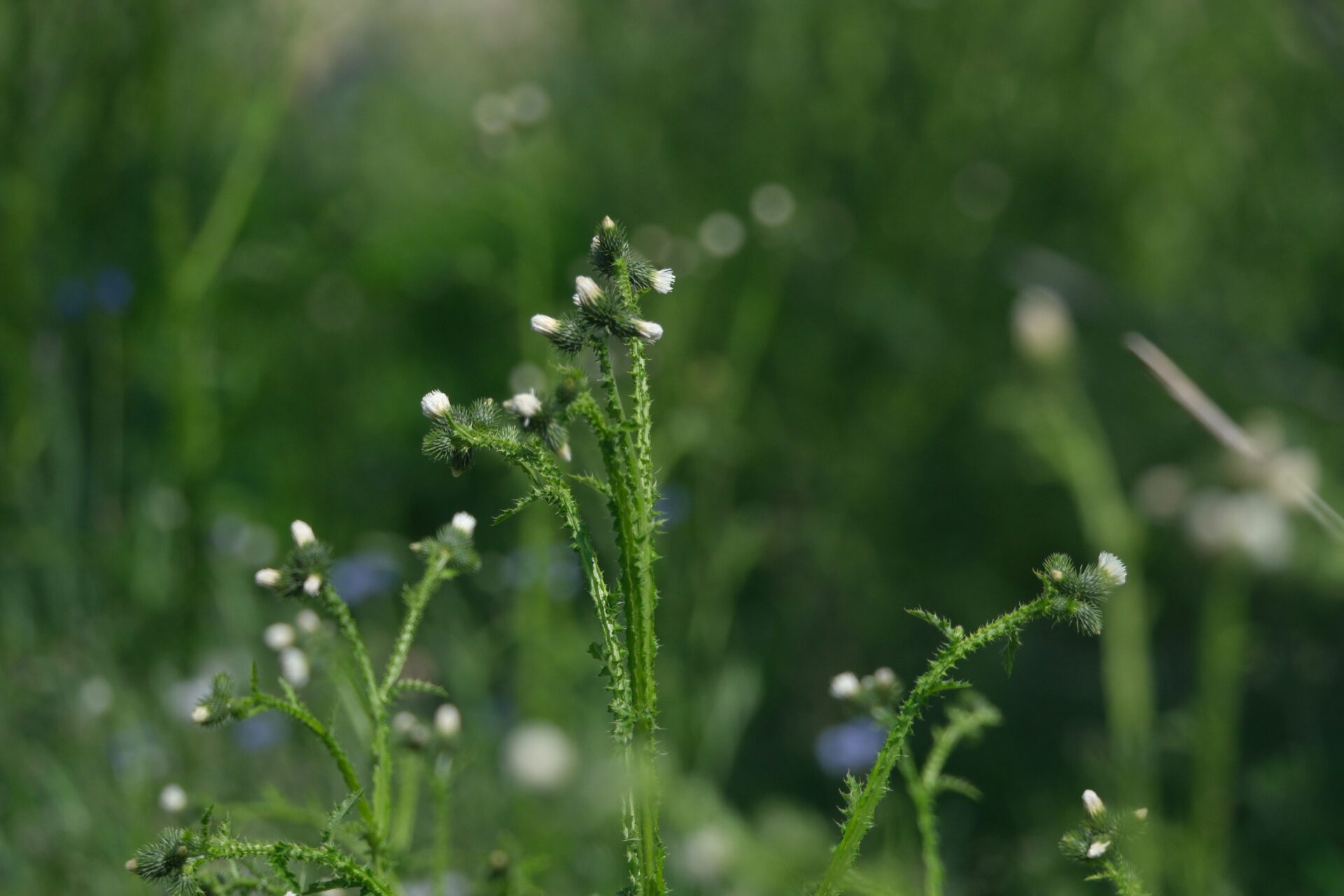 フォトギャラリー：ヒレアザミ（白花）