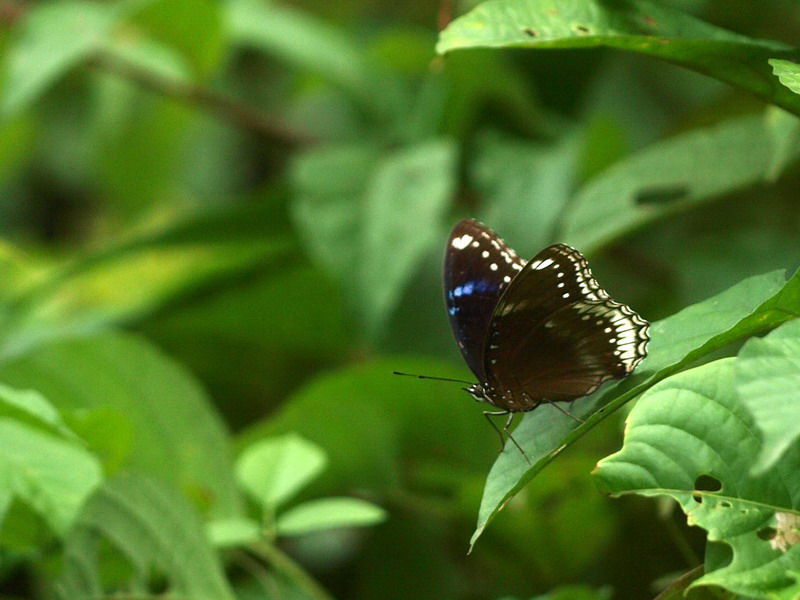 フォトギャラリー：Great Eggfly Blue Tiger - (1)