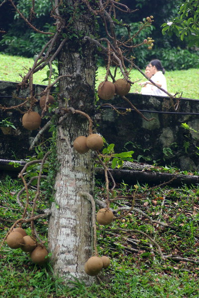 フォトギャラリー：Penang Island in Malaysia (5) - (5)