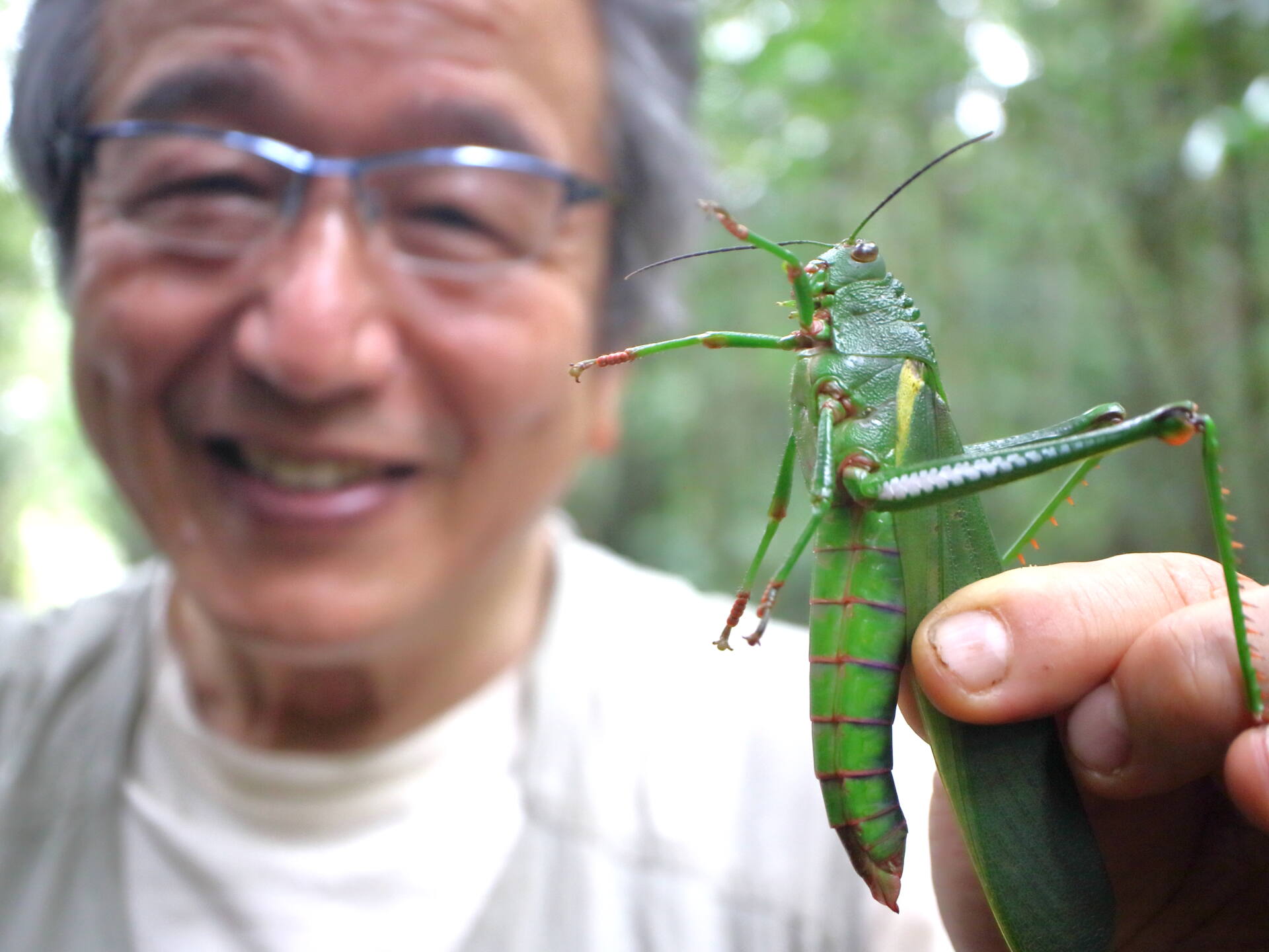 フォトギャラリー：虫林 in French Guiana - (9)