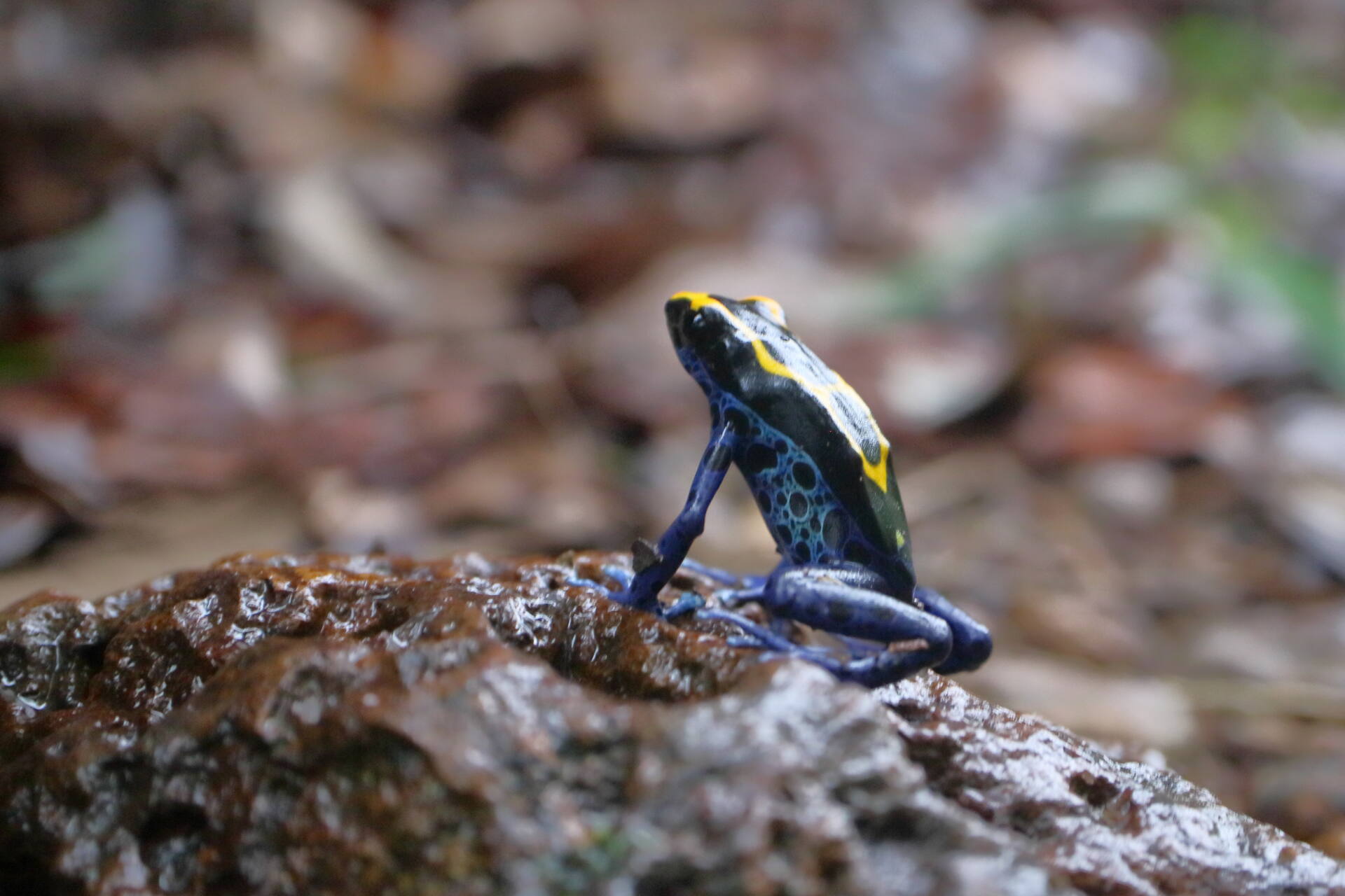 フォトギャラリー：虫林 in French Guiana - (4)