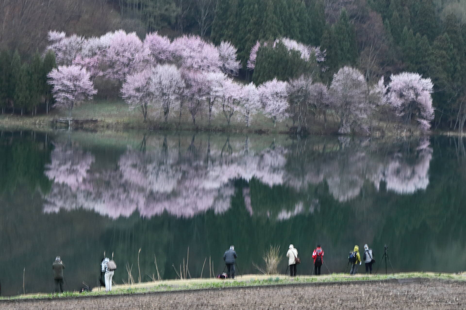 フォトギャラリー：桜