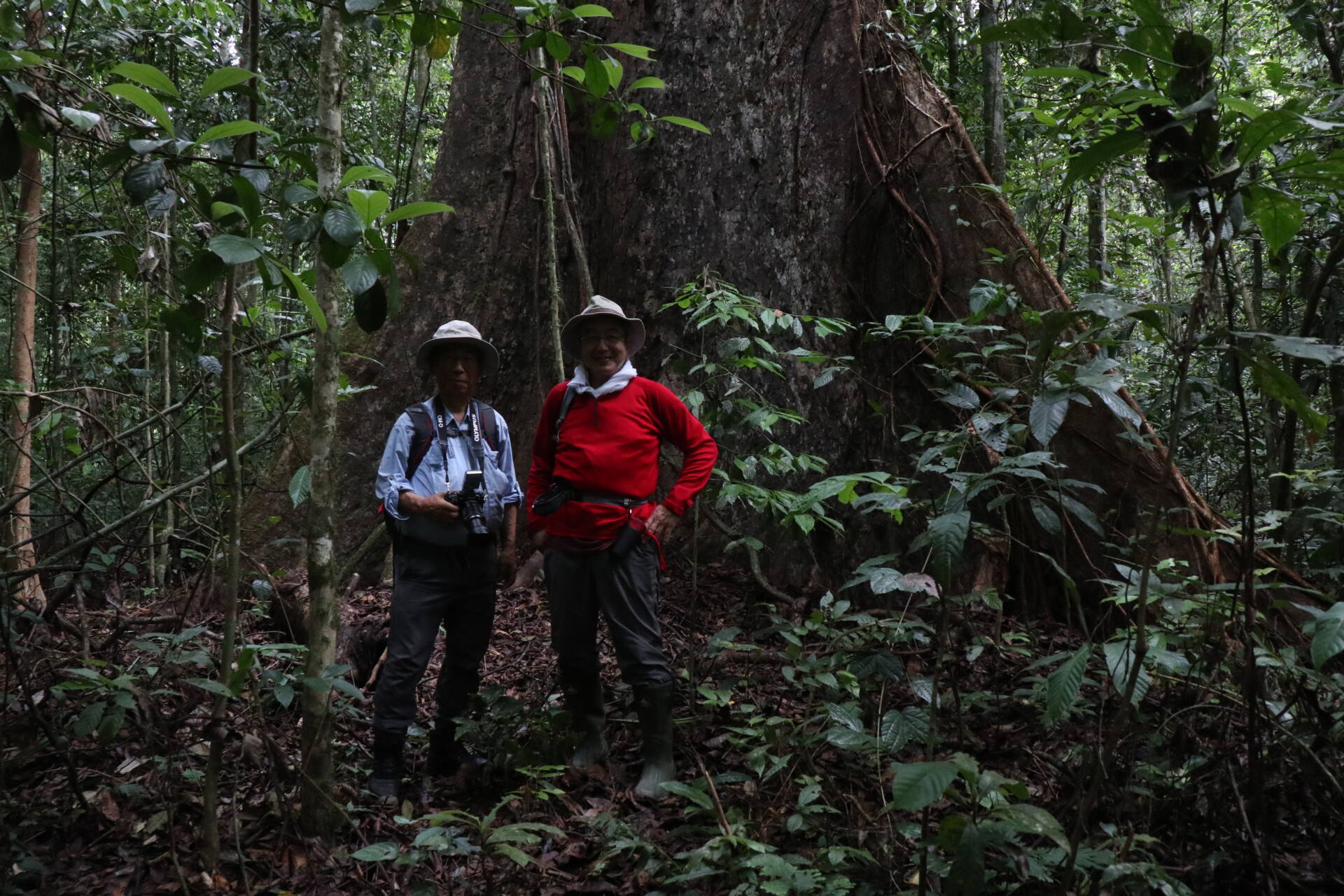 フォトギャラリー：山口 進  in Borneo - (10)