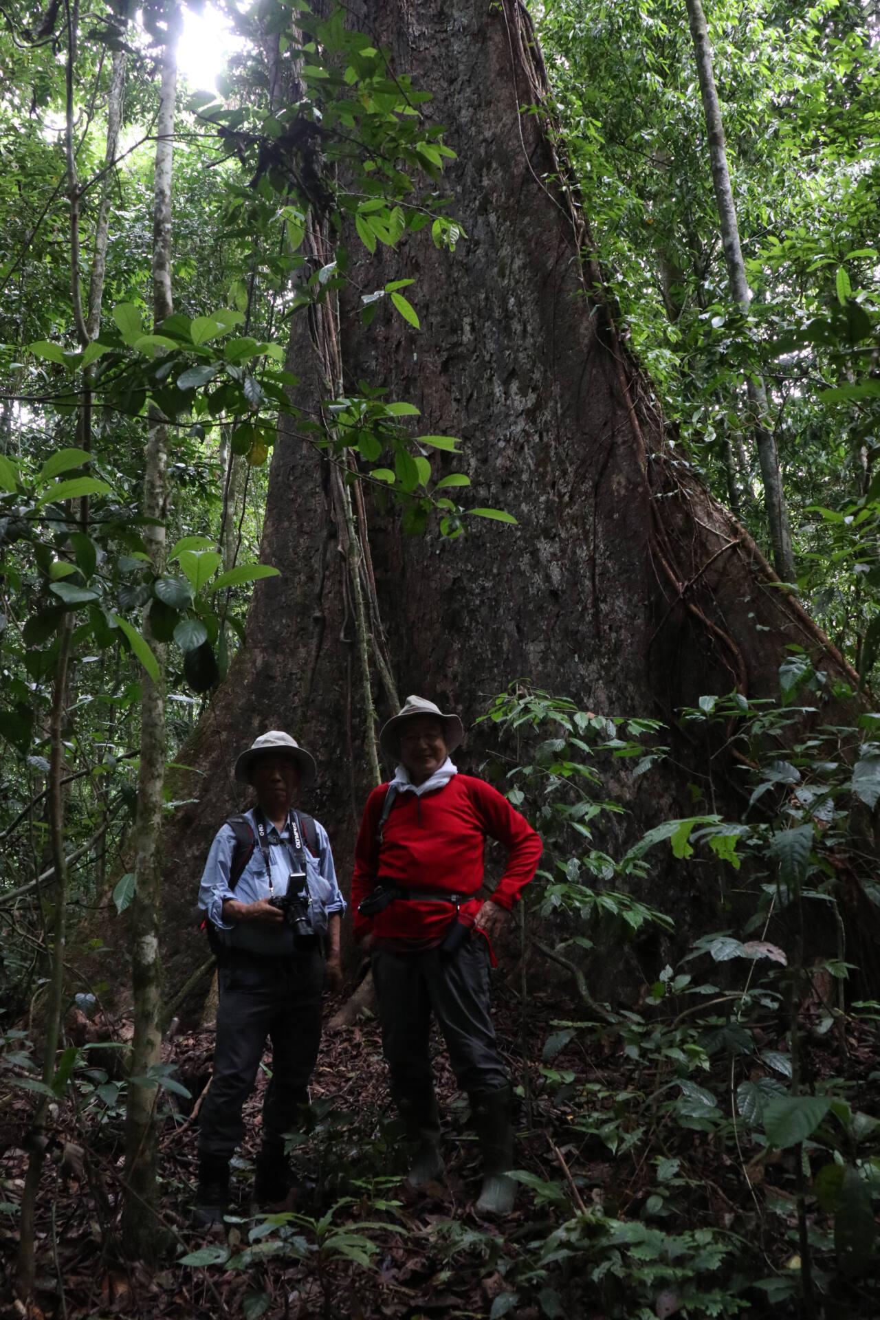 フォトギャラリー：山口 進  in Borneo - (11)