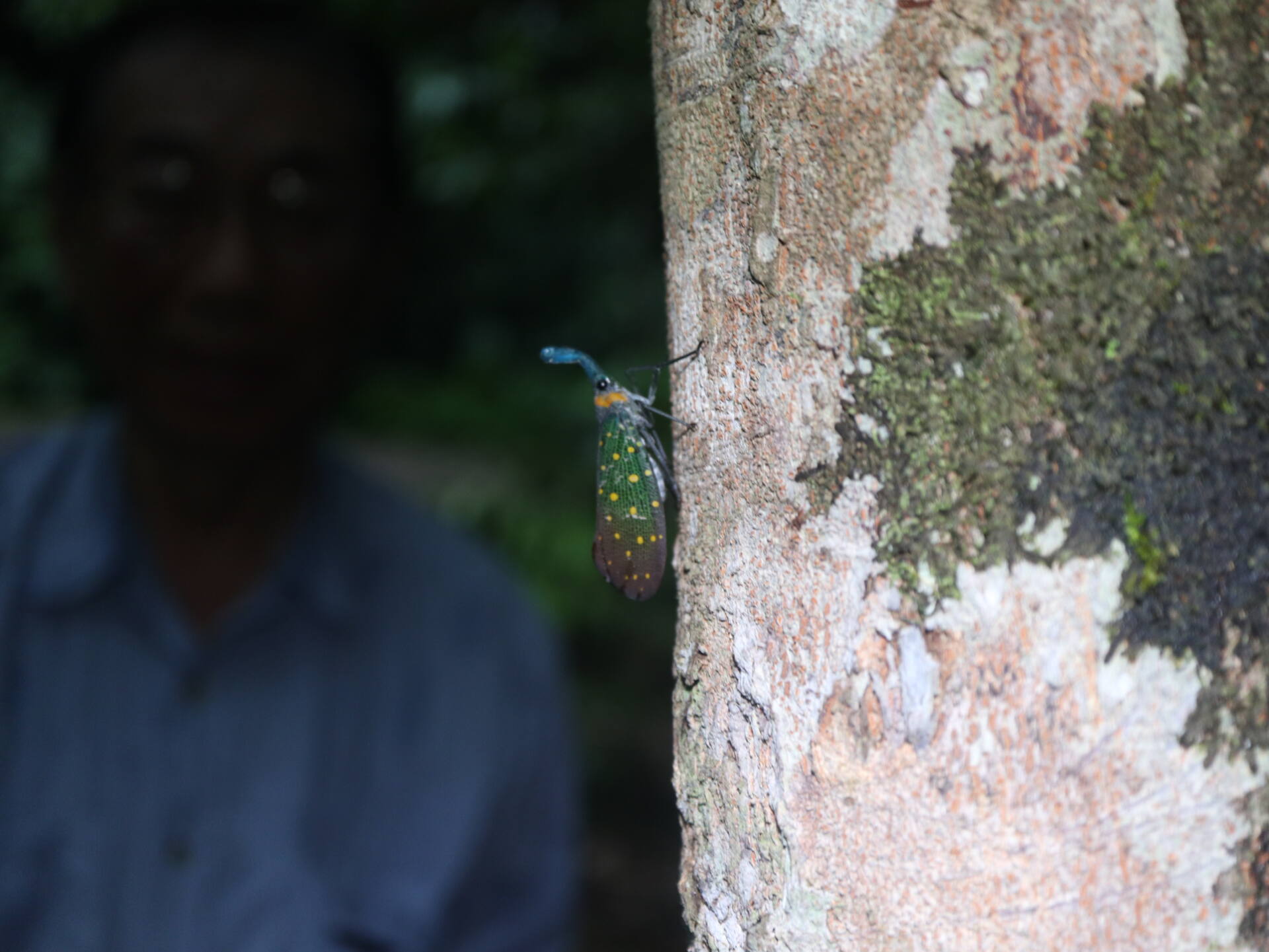 フォトギャラリー：Susumu ＆ Ryohei in Borneo - (20)