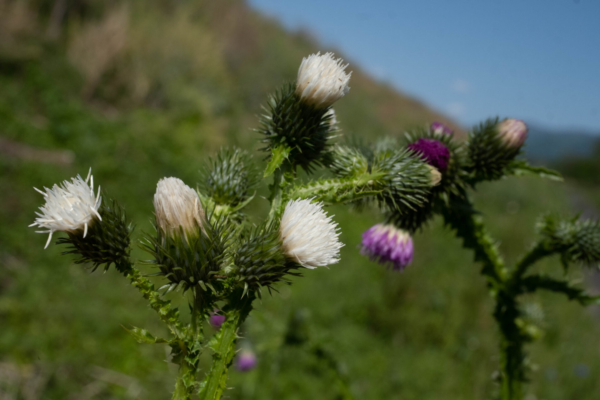 フォトギャラリー：ヒレアザミ（白花） - (2)