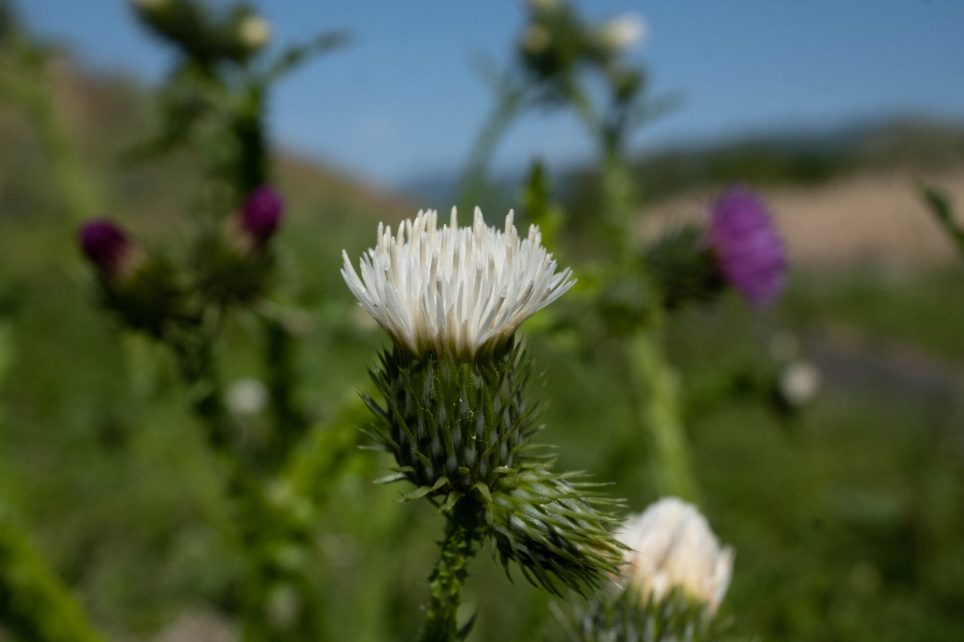 フォトギャラリー：ヒレアザミ（白花） - (3)