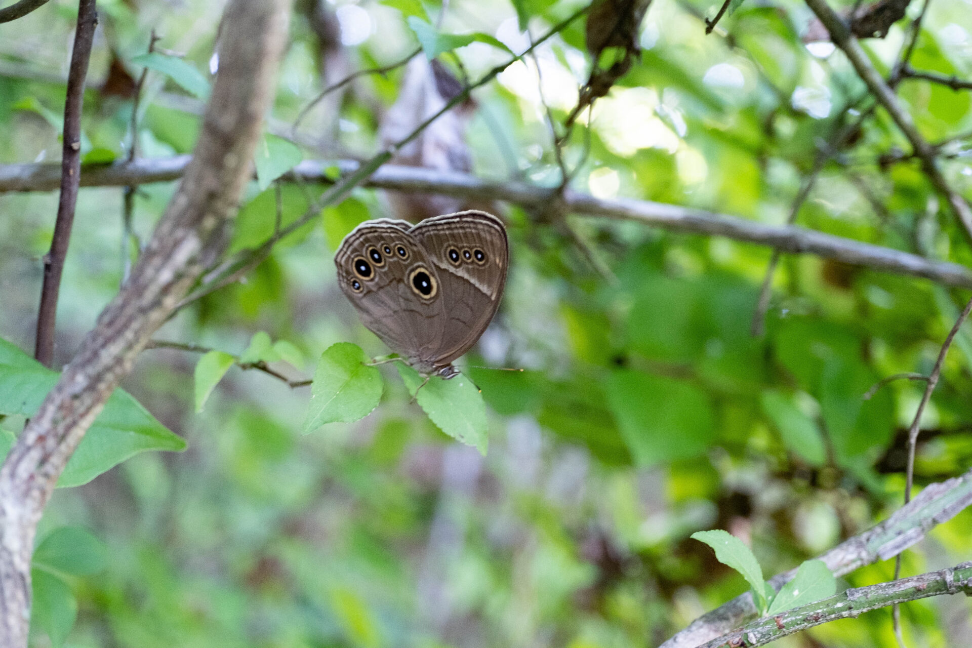 フォトギャラリー：クロヒカゲモドキ - (4)