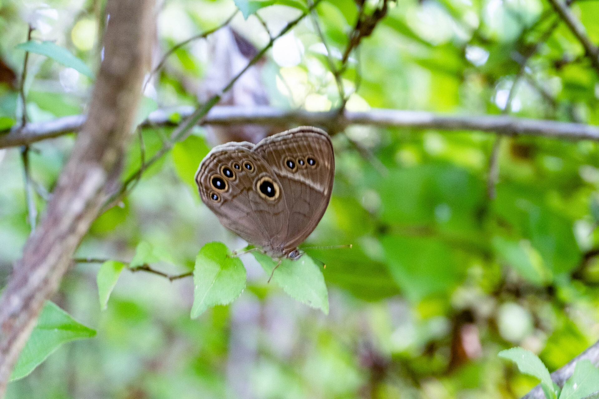 フォトギャラリー：クロヒカゲモドキ - (1)