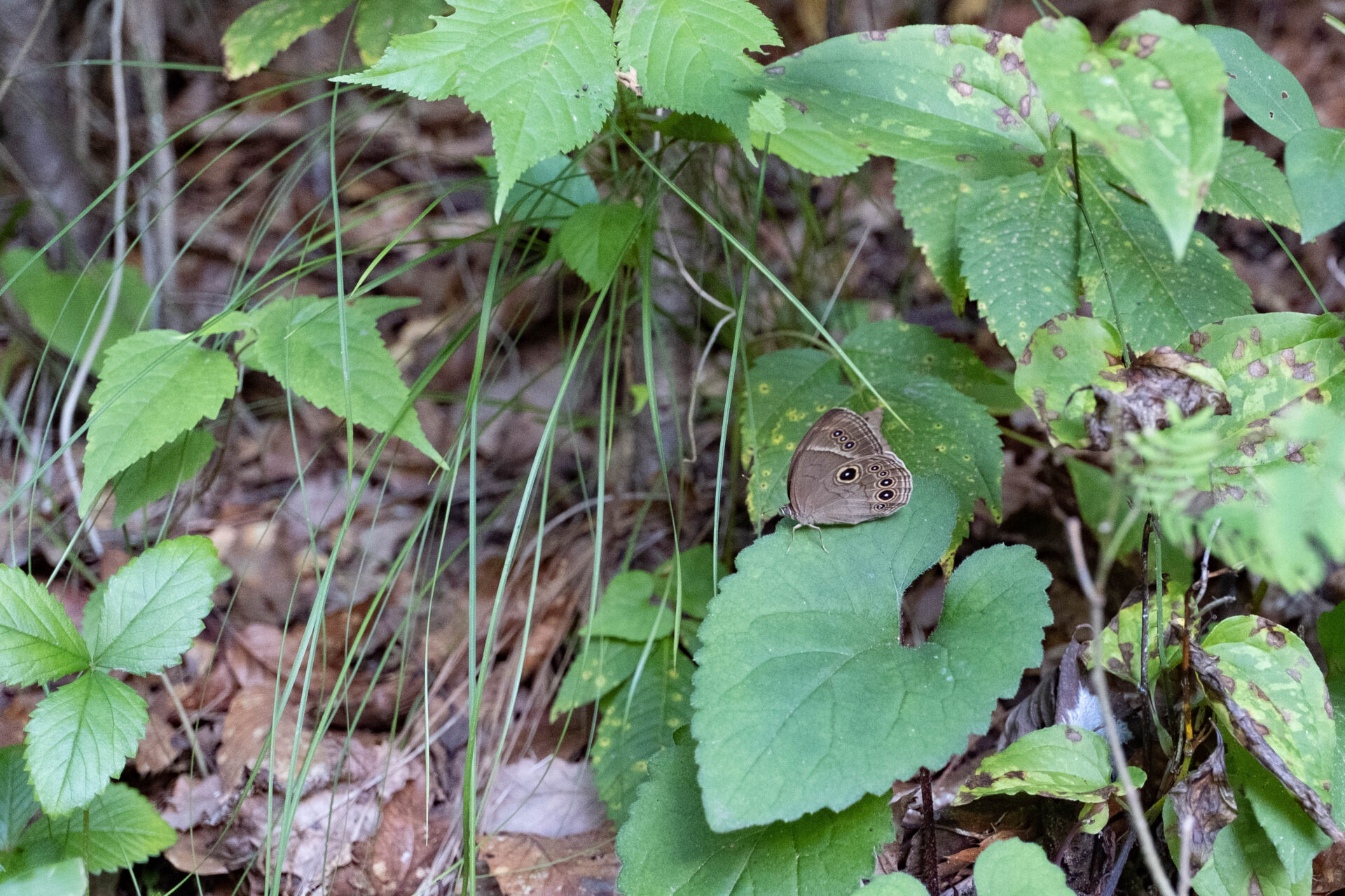 フォトギャラリー：クロヒカゲモドキ - (5)