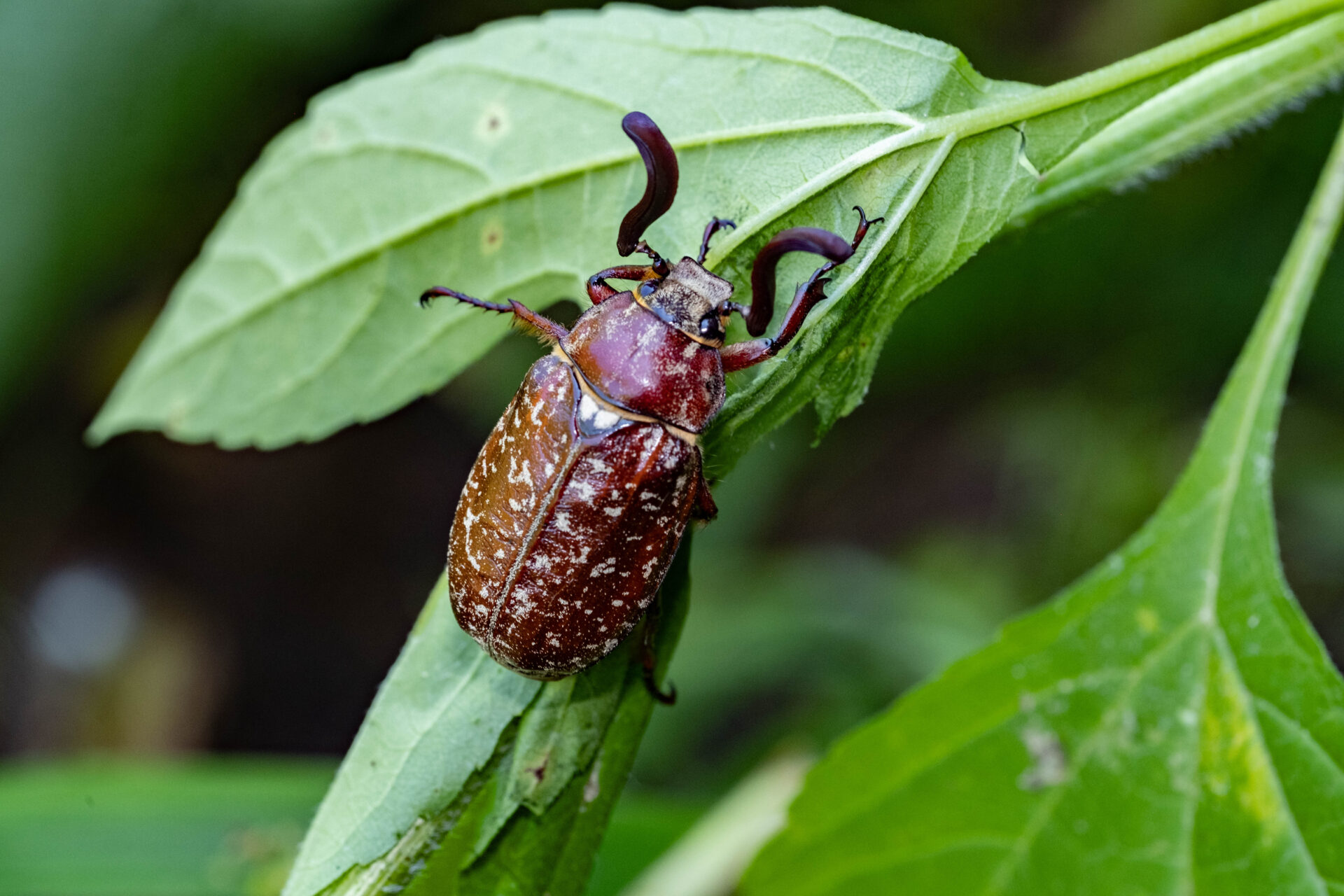 フォトギャラリー：ヒゲコガネ