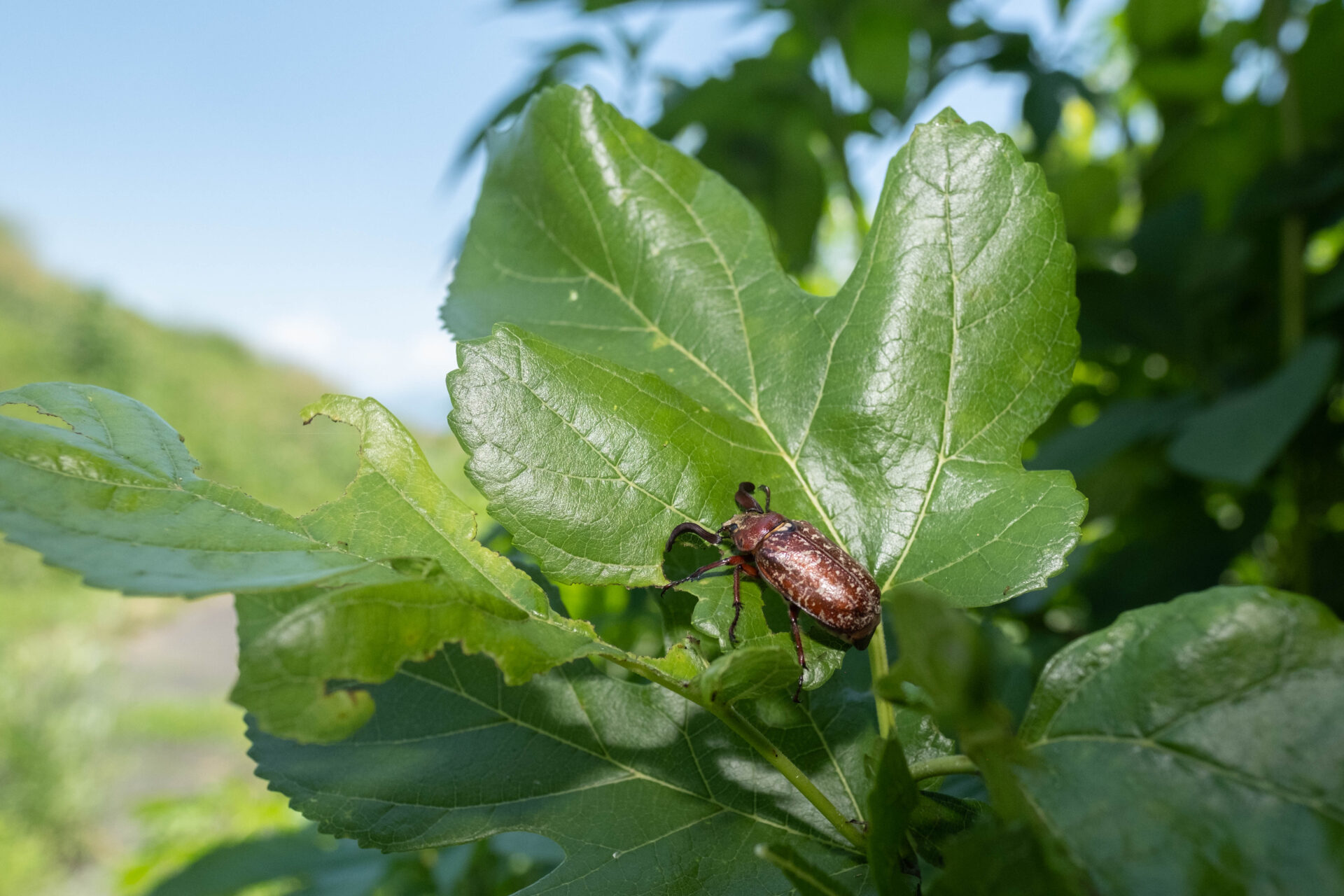 フォトギャラリー：ヒゲコガネ - (2)