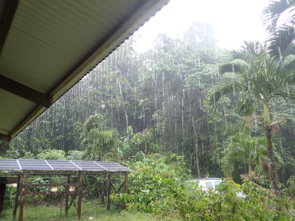 フォトギャラリー：虫林 in French Guiana