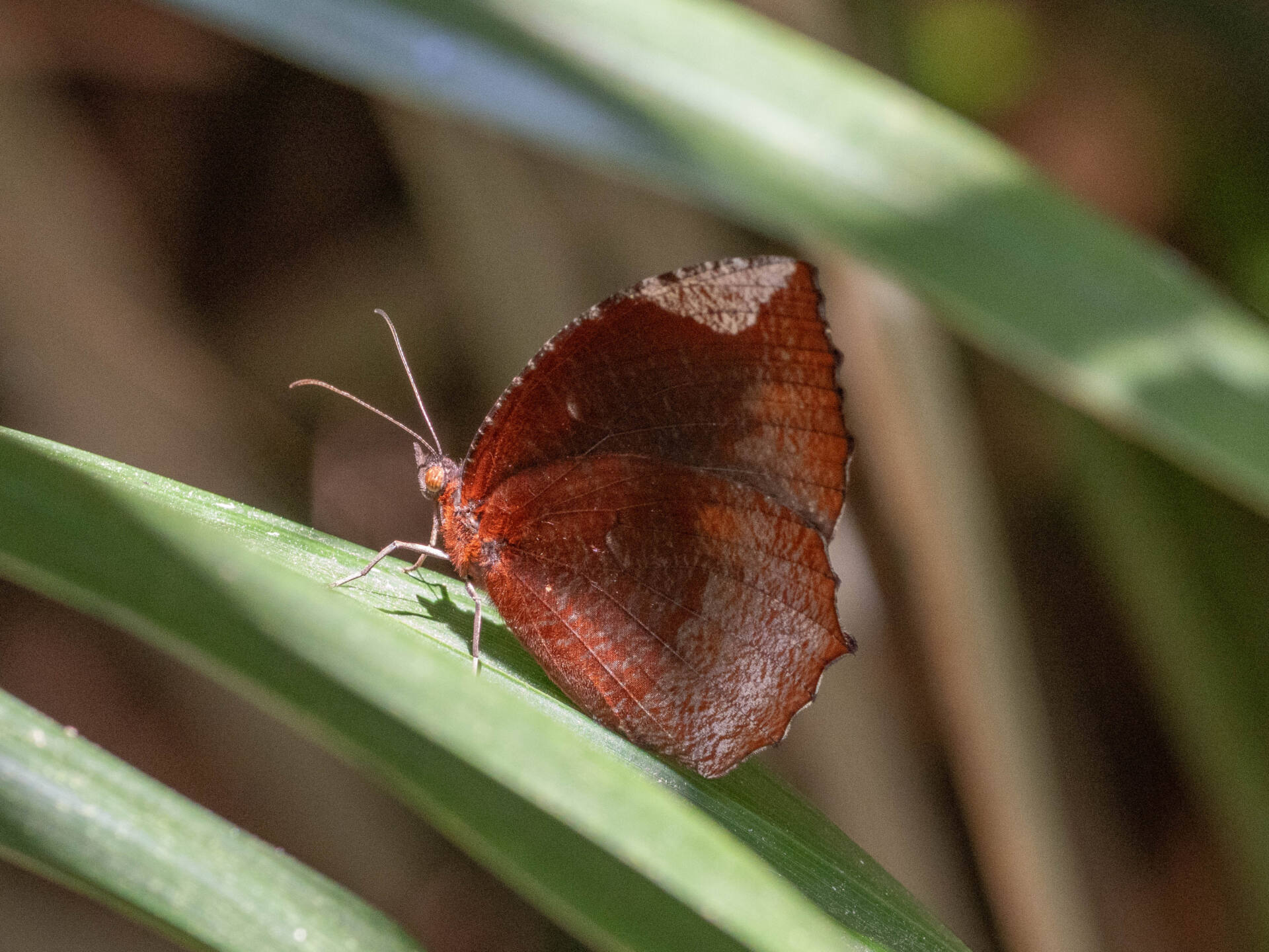 ルリモンジャノメページ背景画像